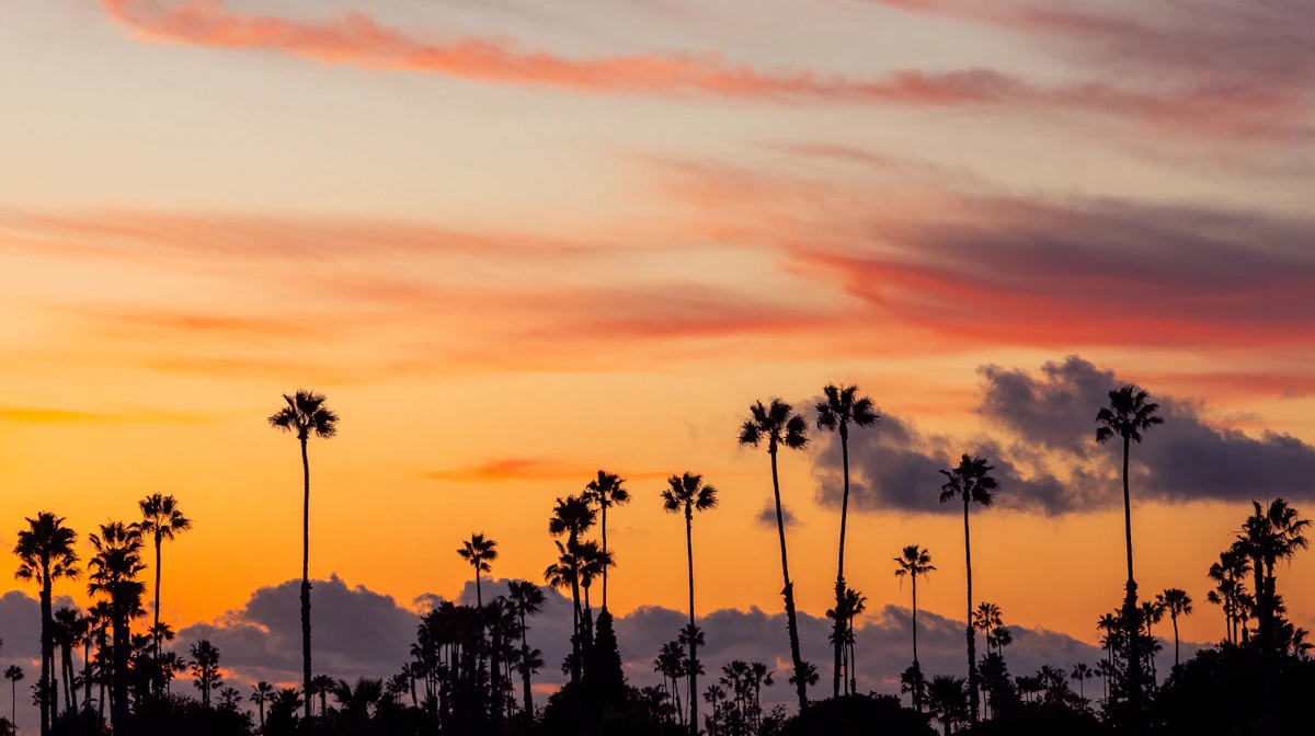 Palm trees silhouetted against a sunset at Mission Bay in San Diego