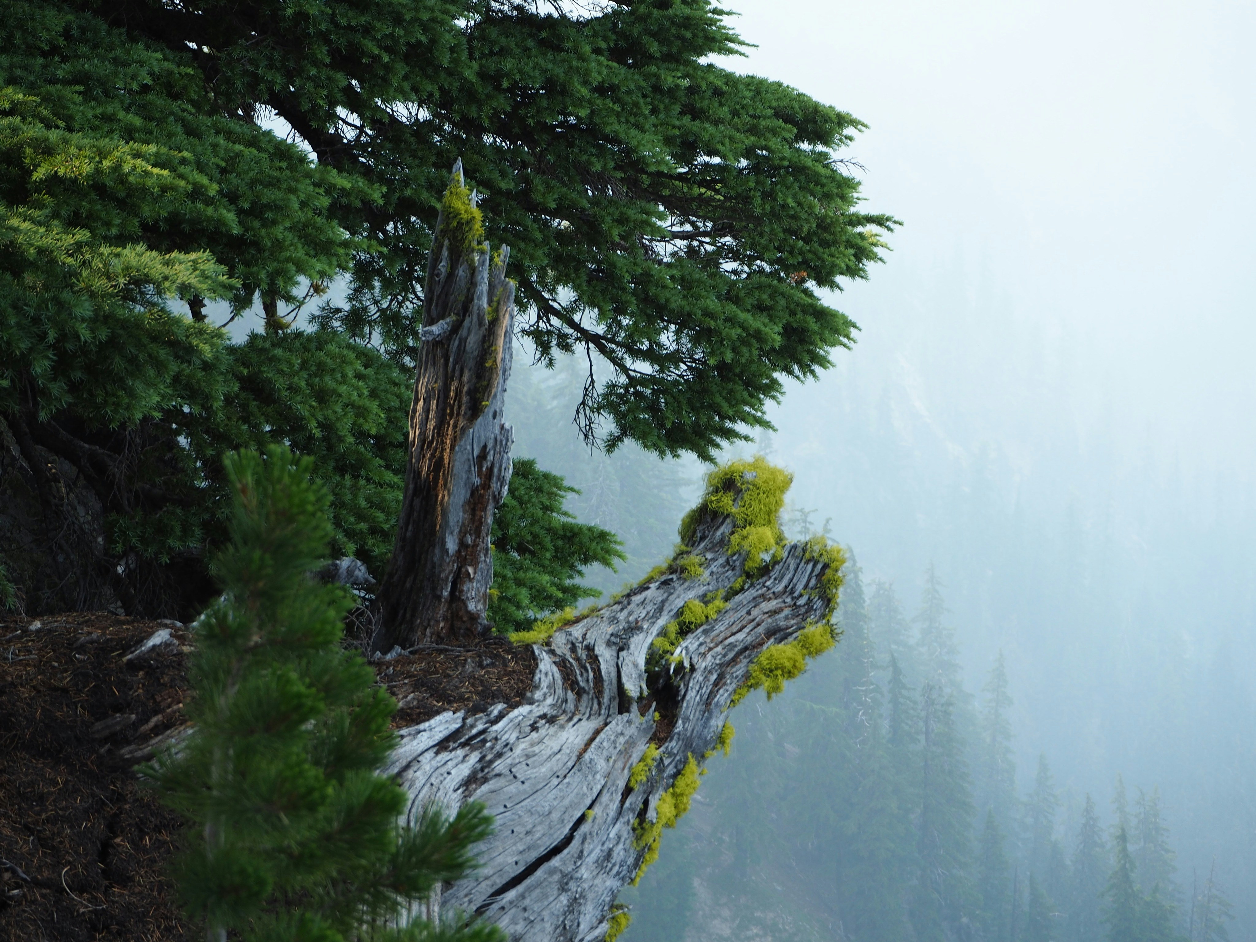 Stop image for Beartooth & Absaroka: Budget Fall Adventure from Billings - A lone tree in the middle of a foggy forest -  in Rocky Mountains & Northern Rockies - Photo by Regös Környei on Unsplash