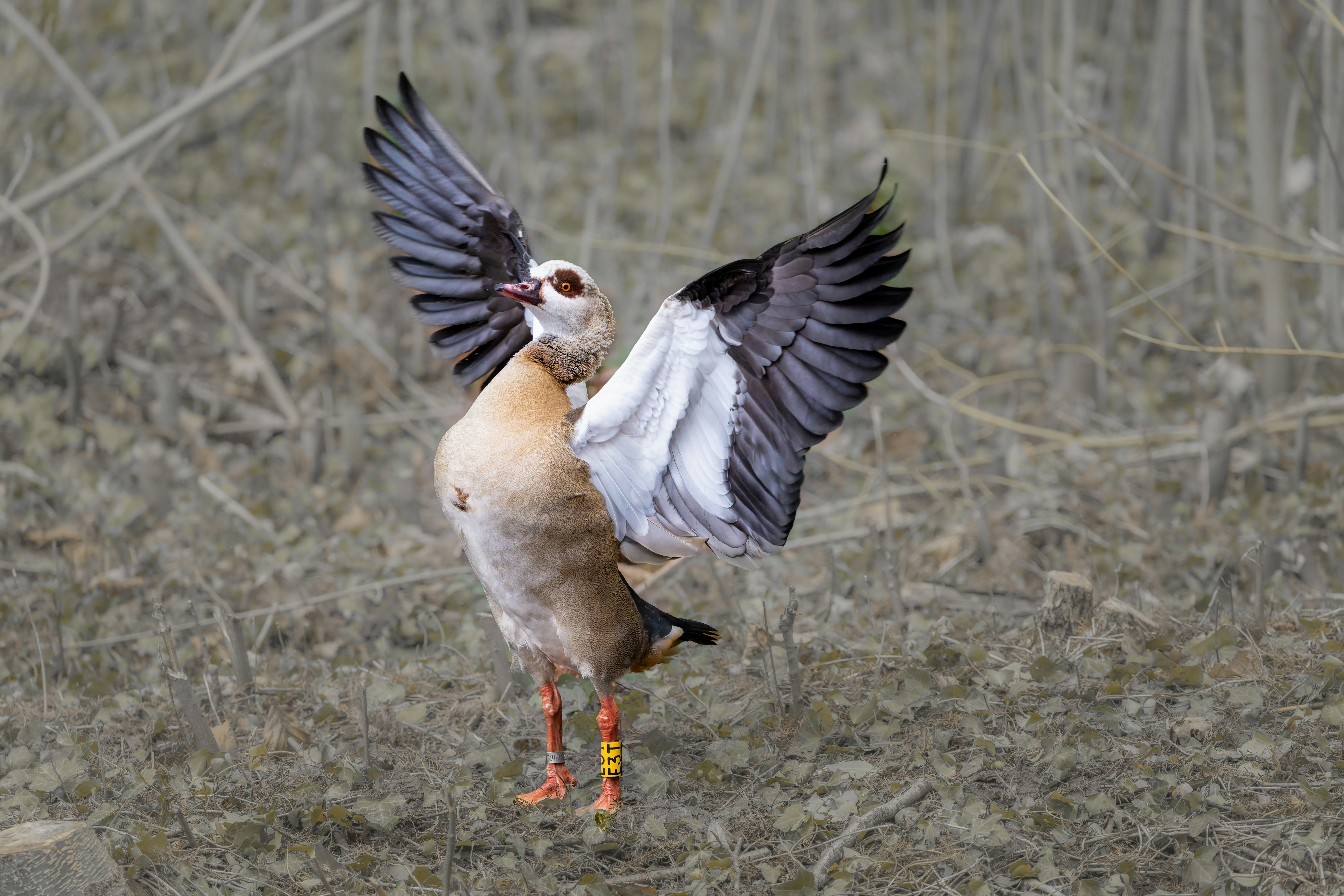 Photo by siegfriedpoepperl