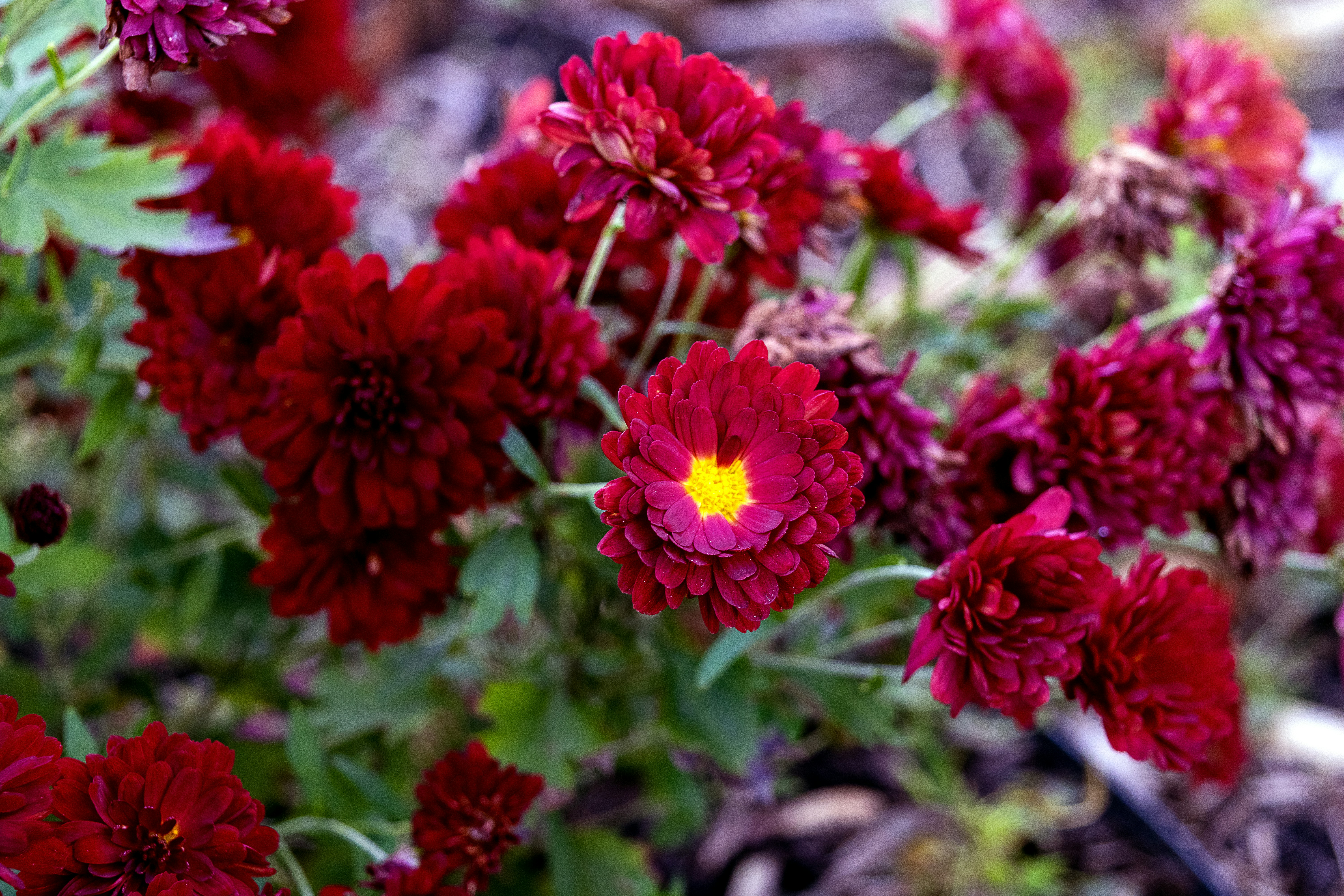 Photo by jessij_design