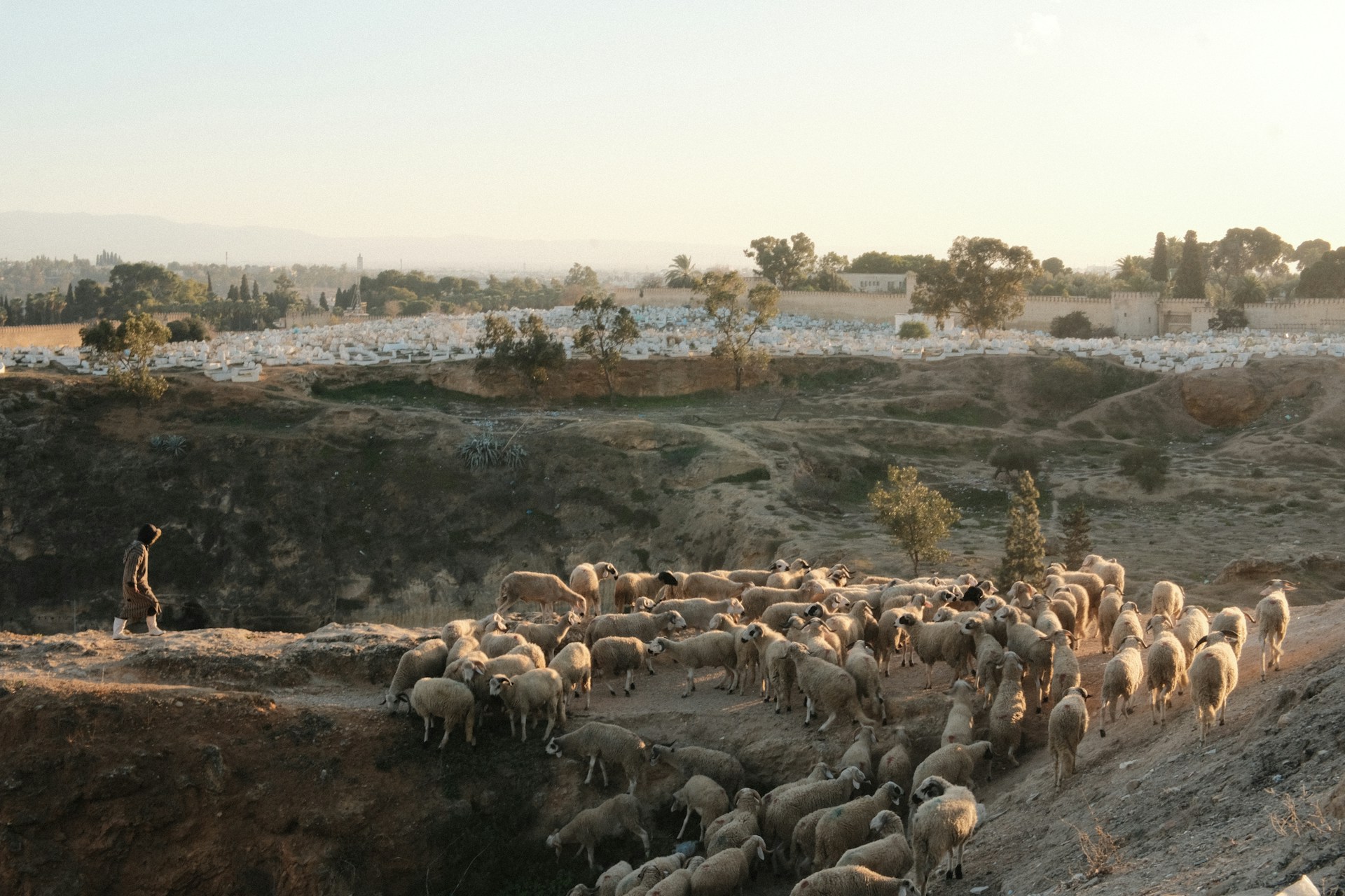 A herd of sheep walking down a dirt road