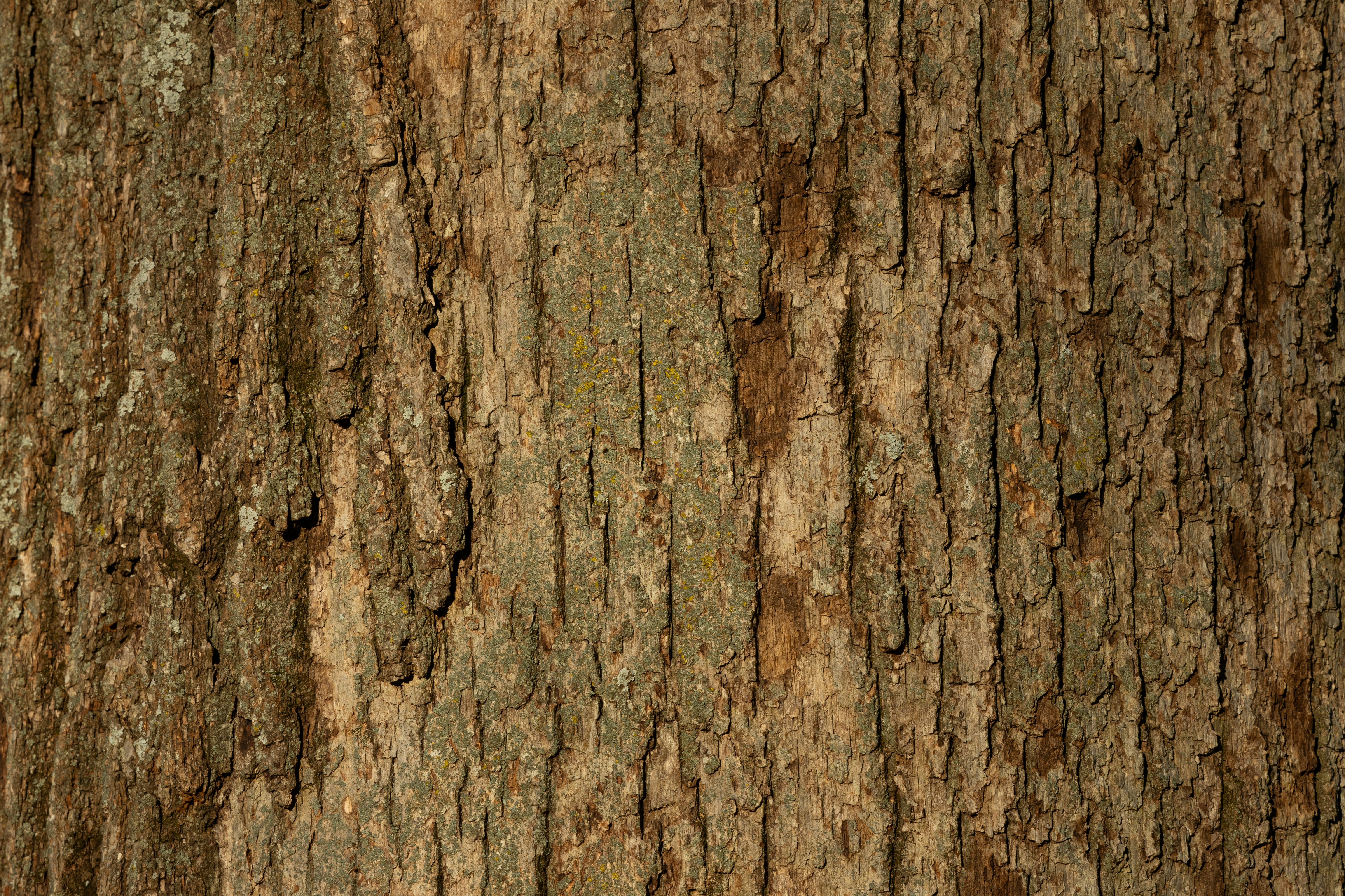 Photo by brandonstoll