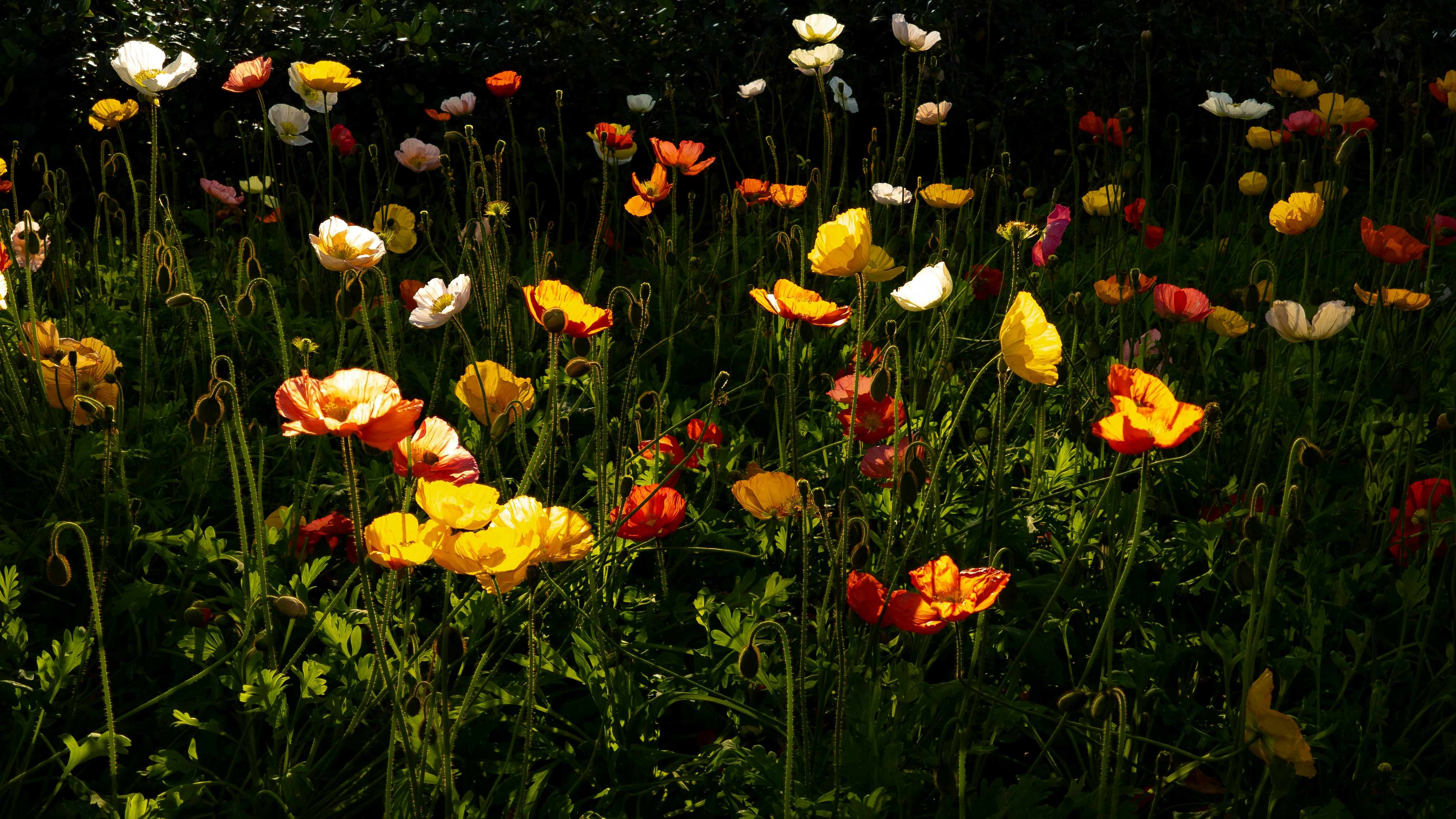 Photo by lingbo_huang