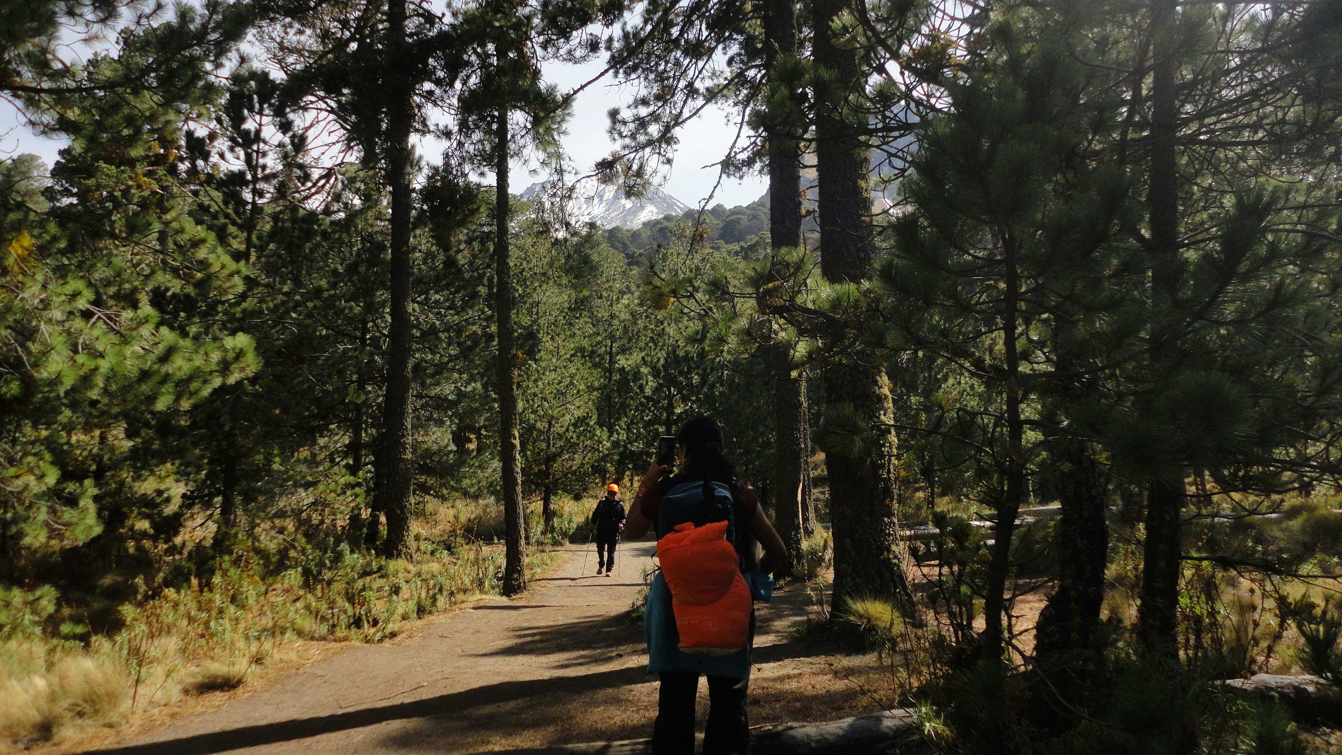 A person walking down a path in the woods