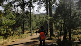 A person walking down a path in the woods