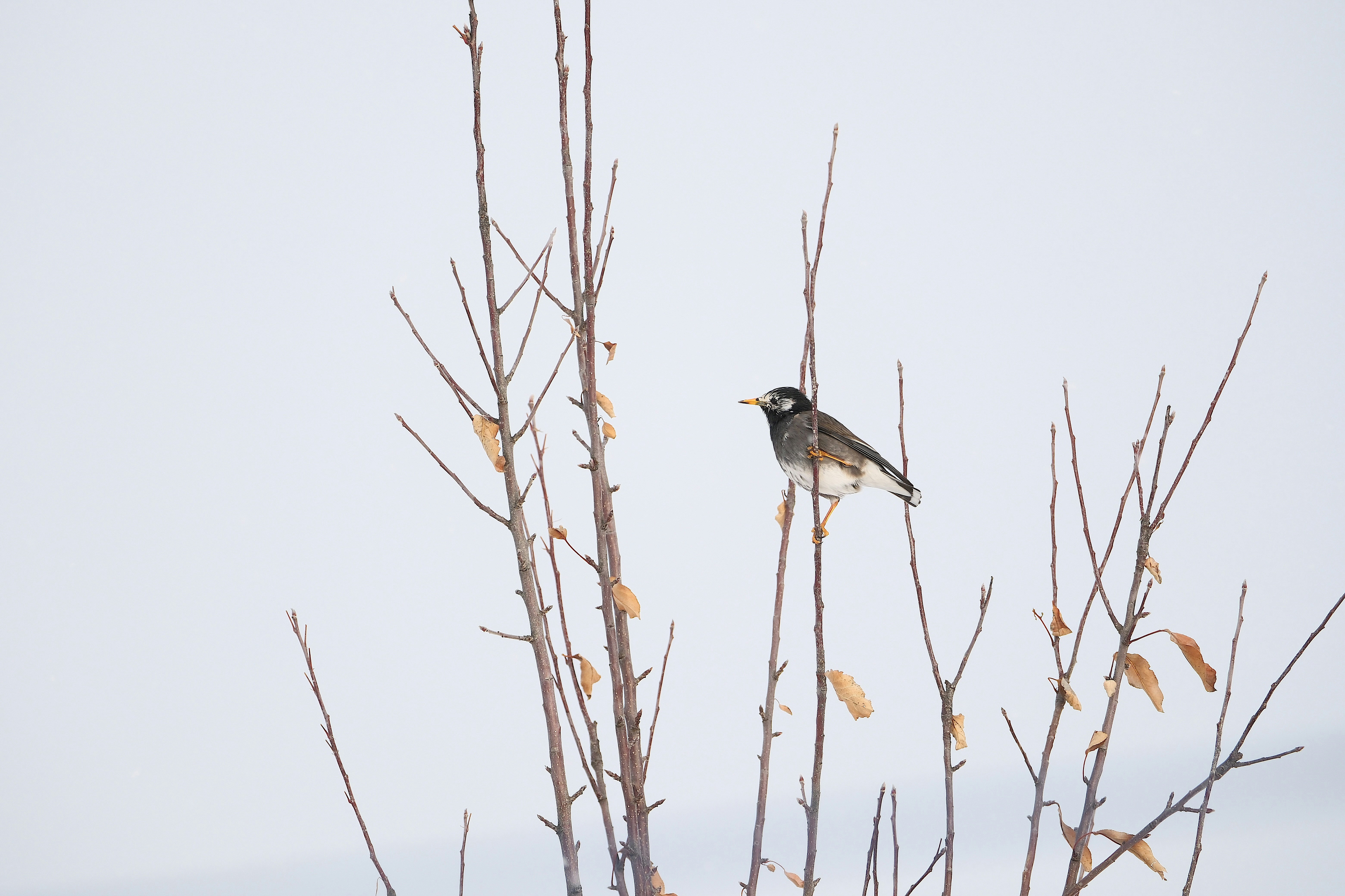 Photo by seiya_maeda