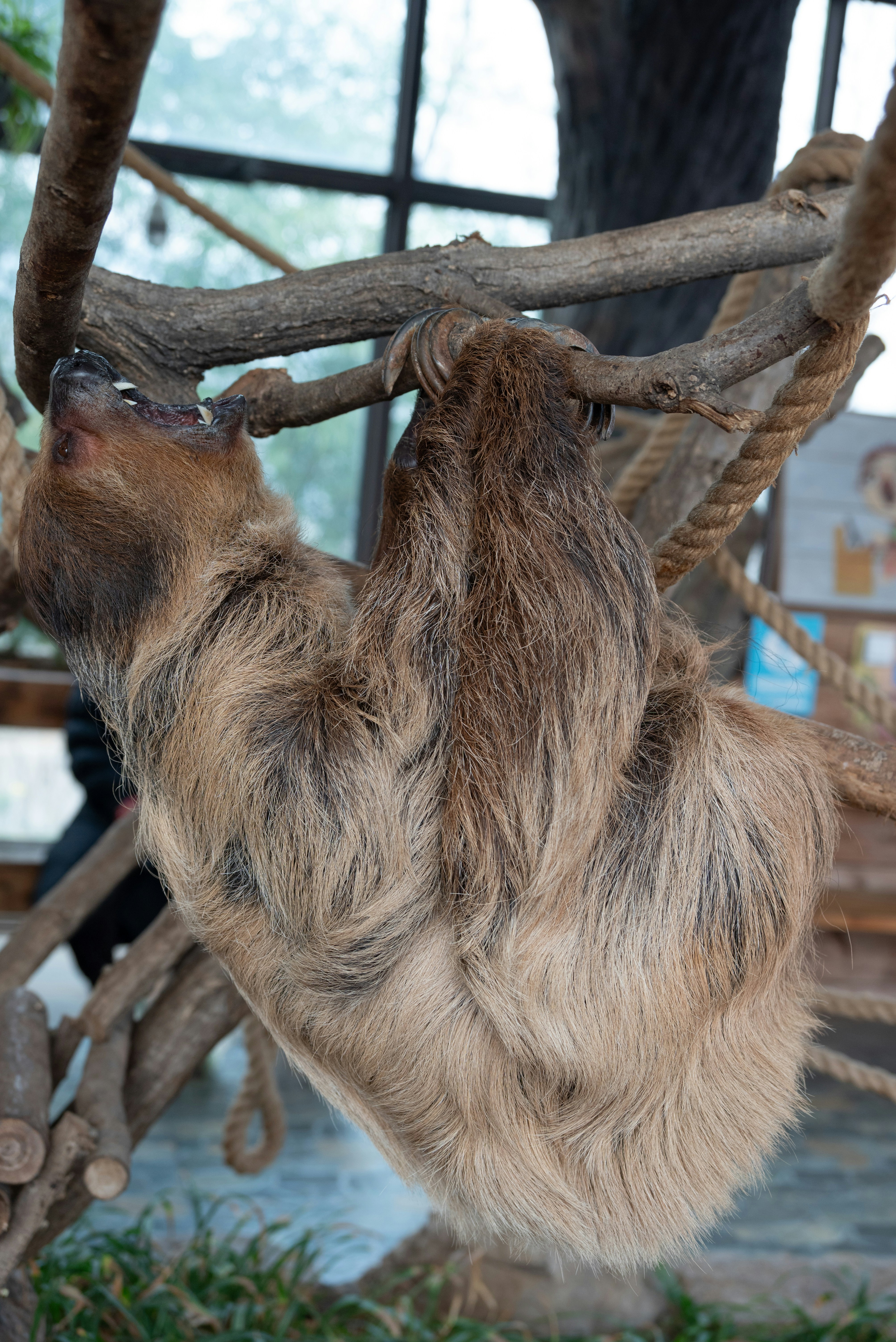 Chongqing Zoo photo 3