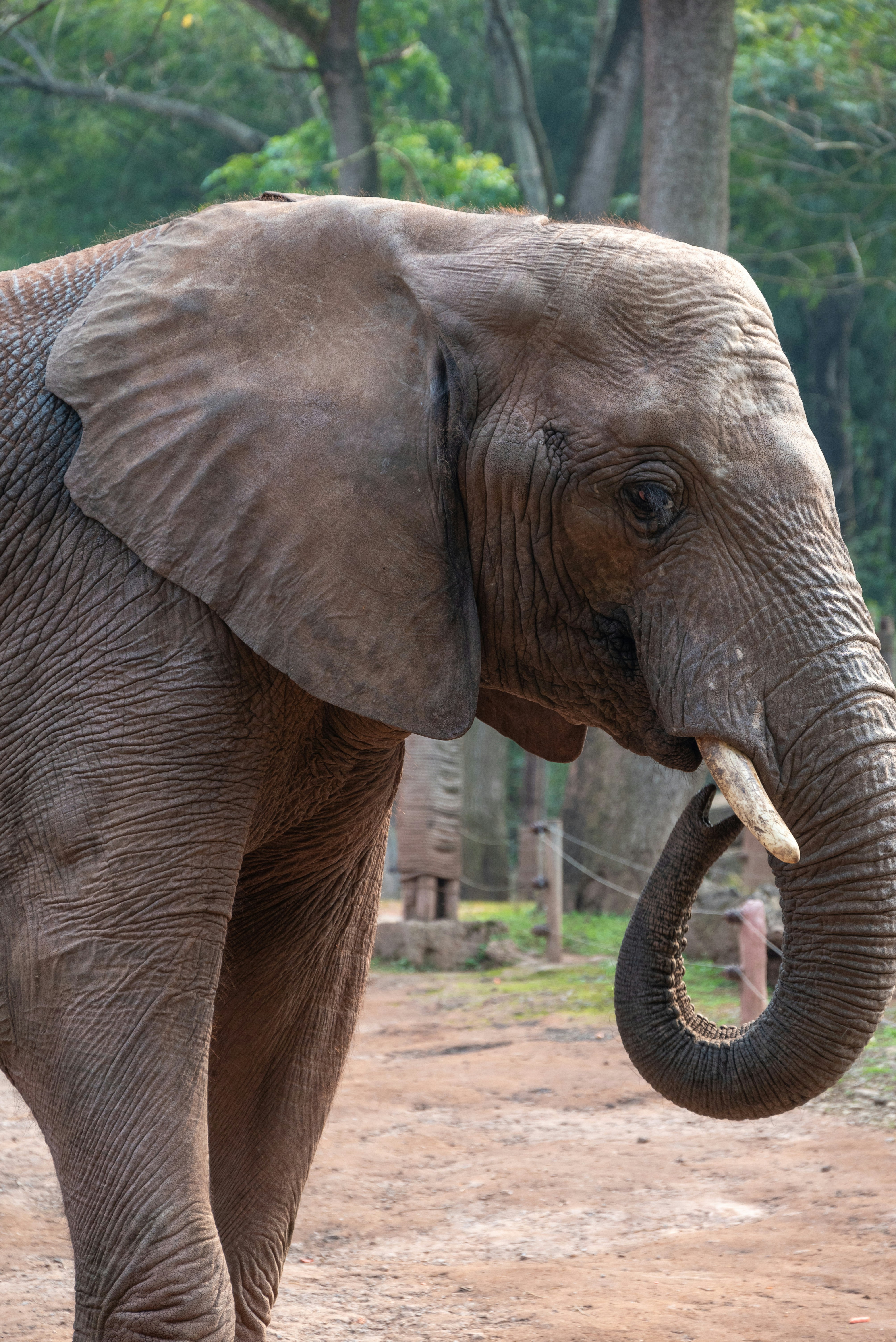 Chongqing Zoo photo 2
