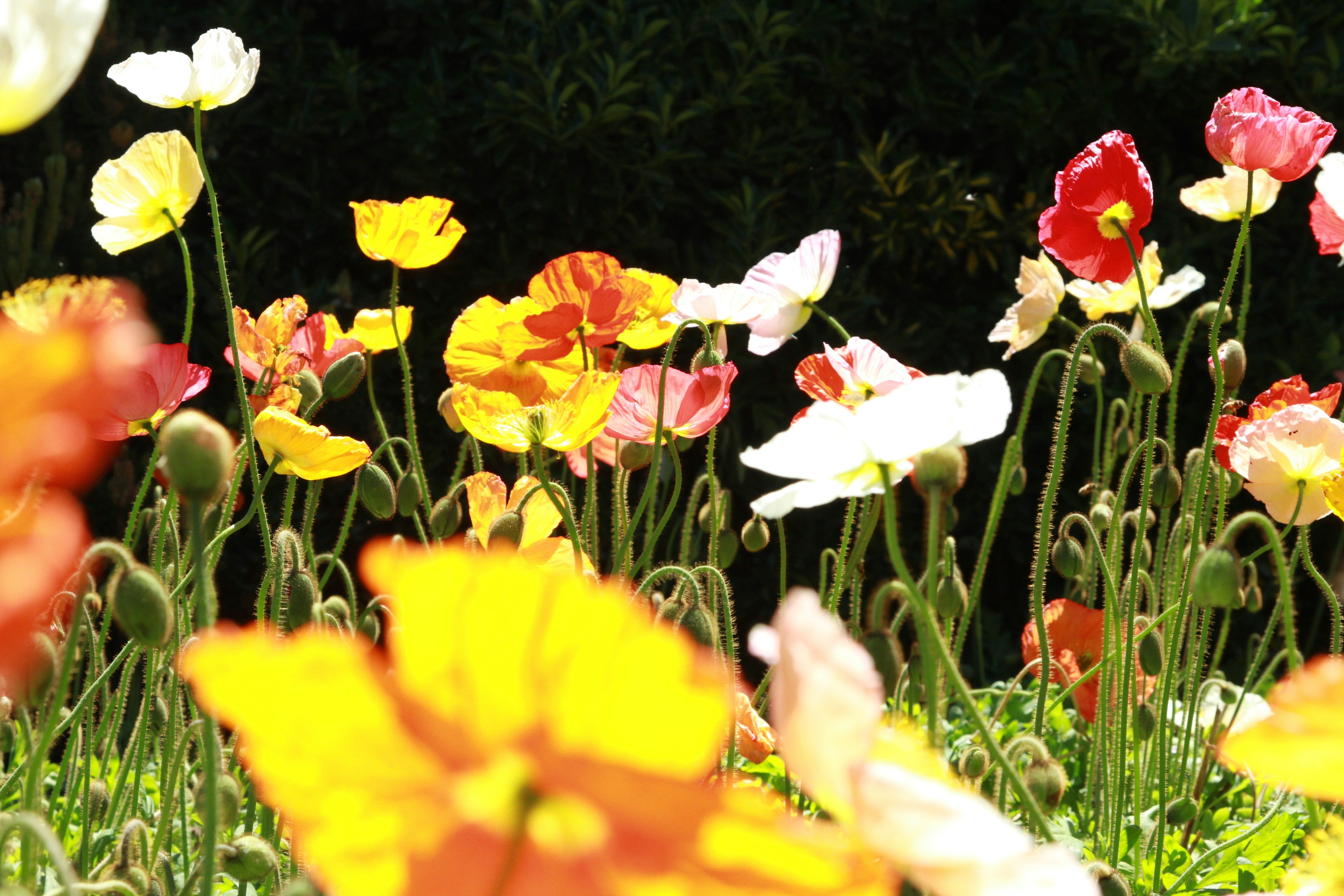 Photo by henriikkamusta