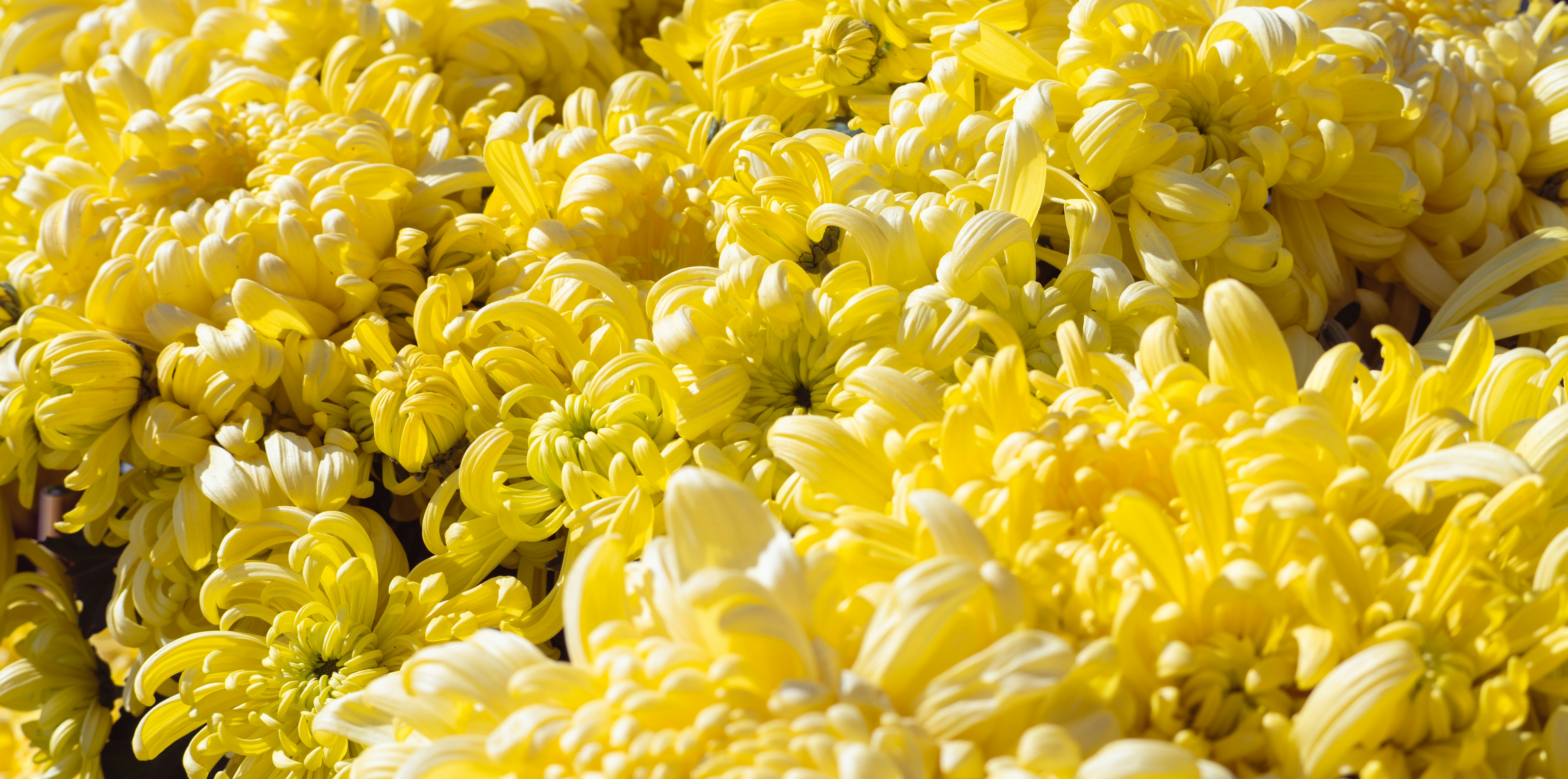 A bunch of yellow and white flowers in a field photo – Free China Image ...
