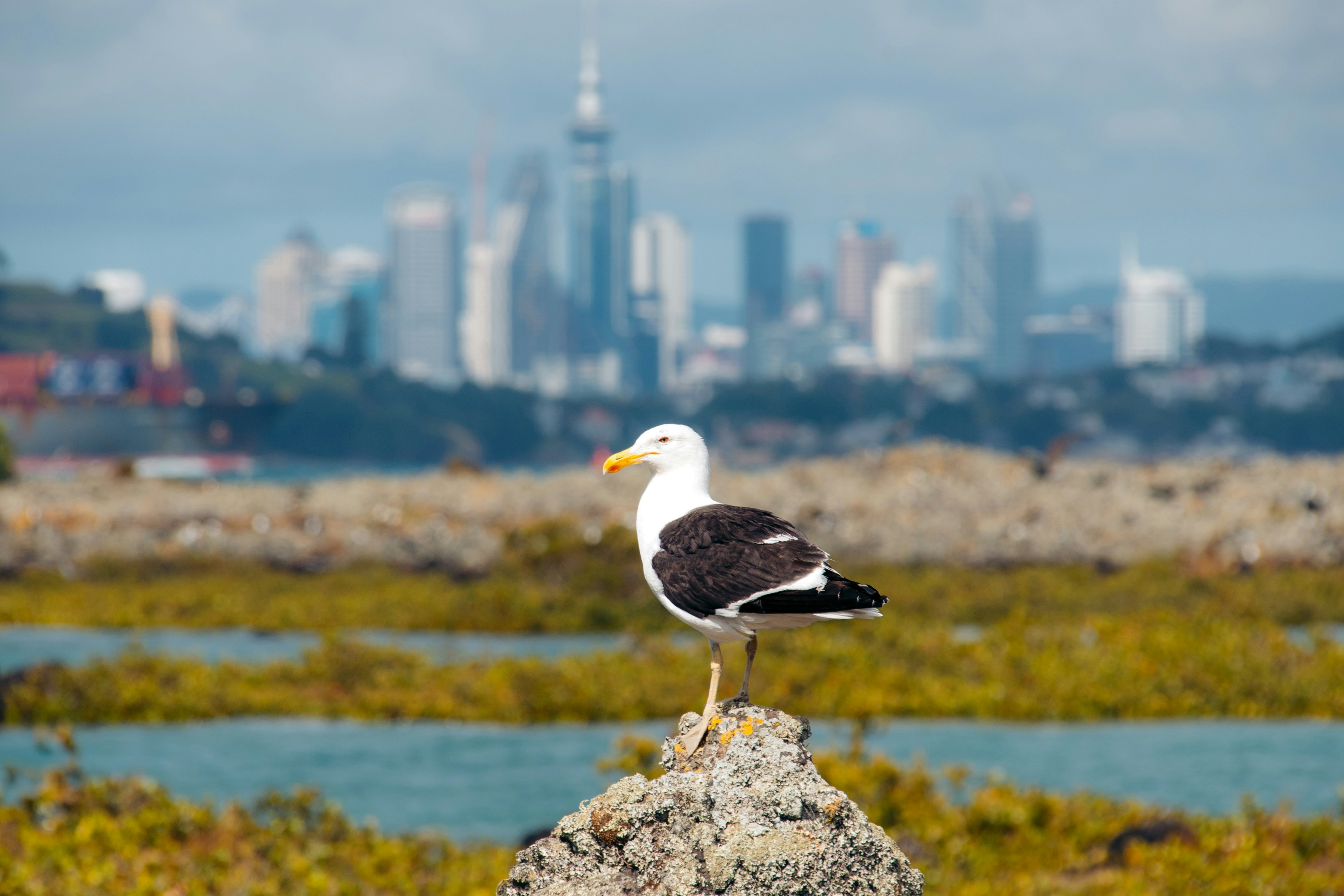 A seagull sitting on a rock in front of a city