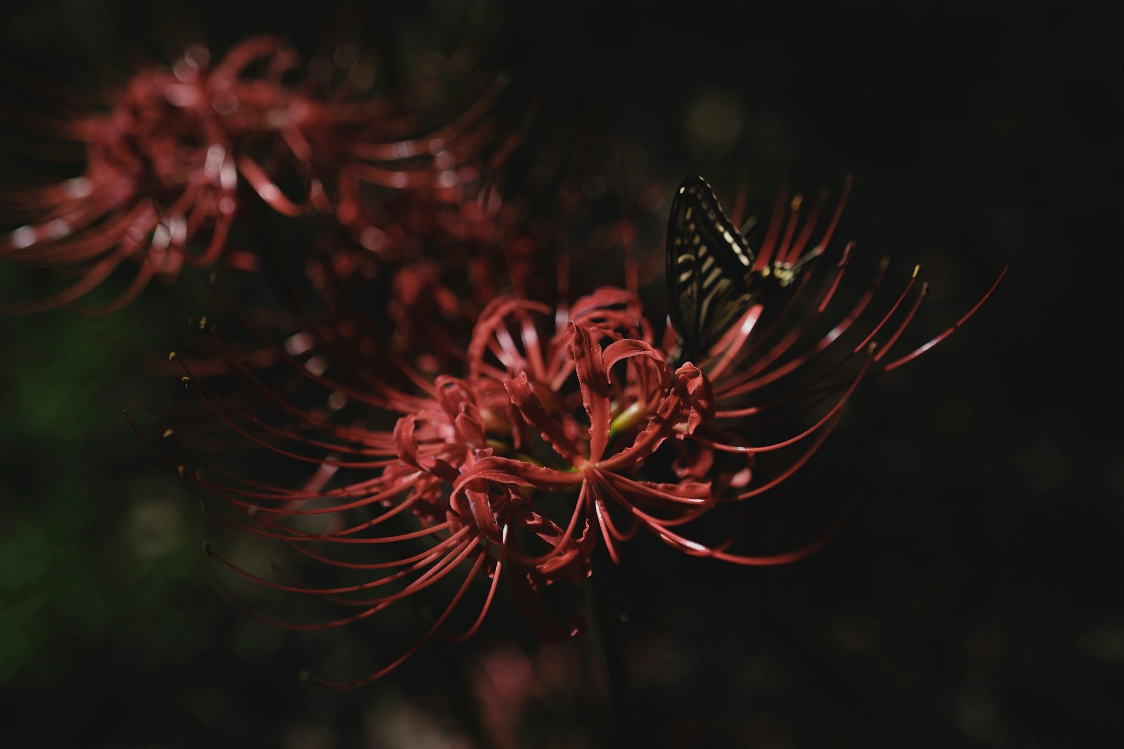 Photo by tehutehutuntun