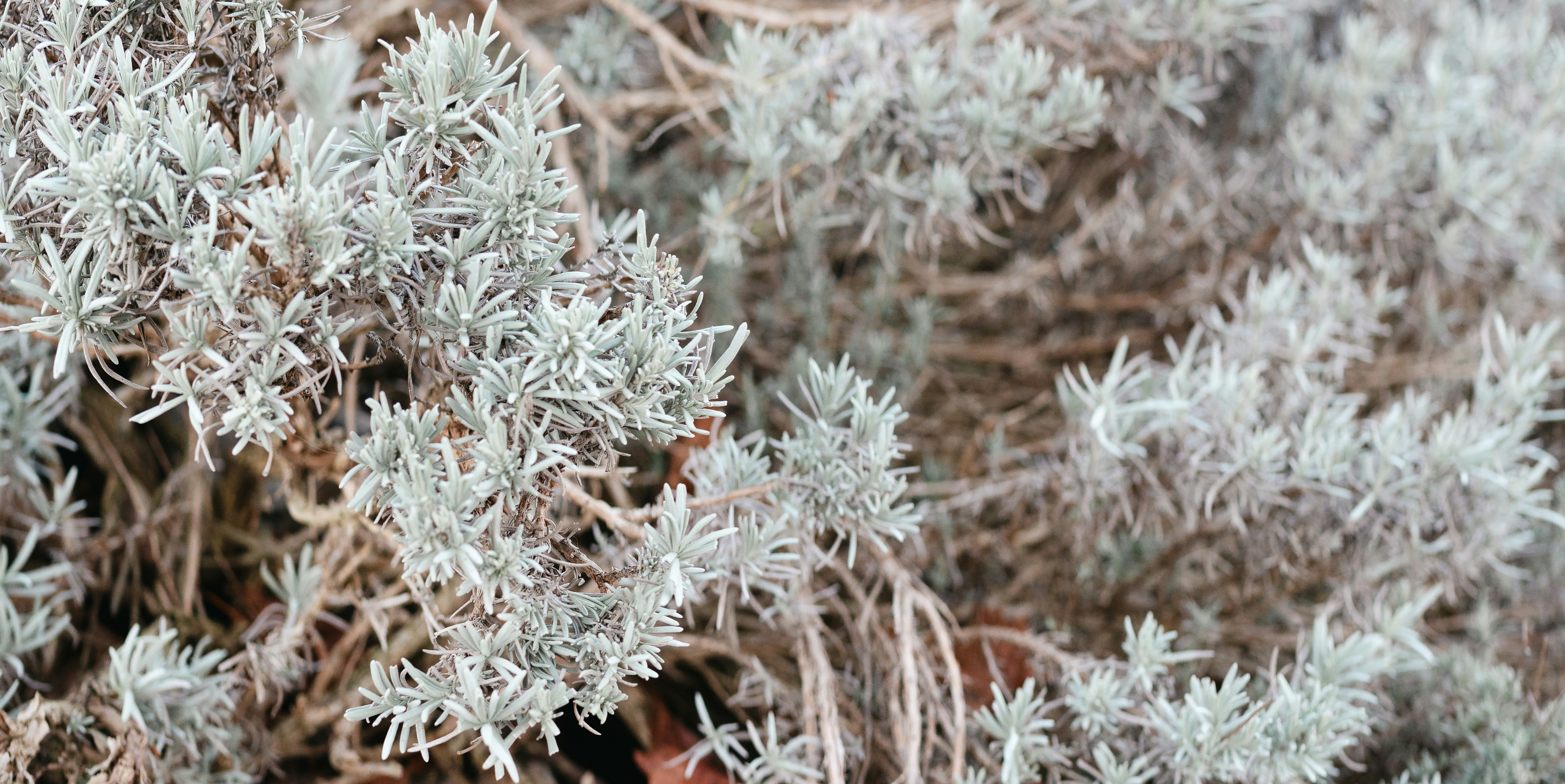 Photo by markuswinkler