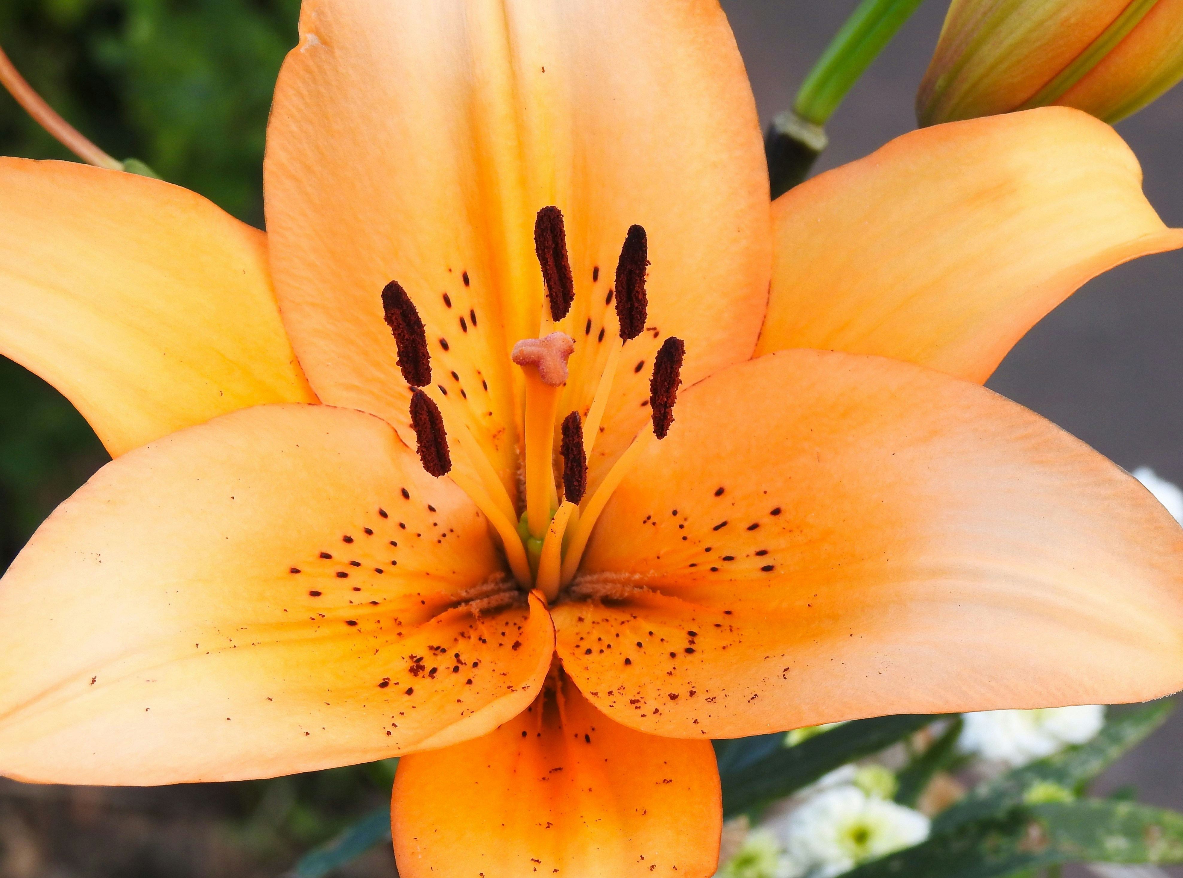 Photo by aditipanatu95