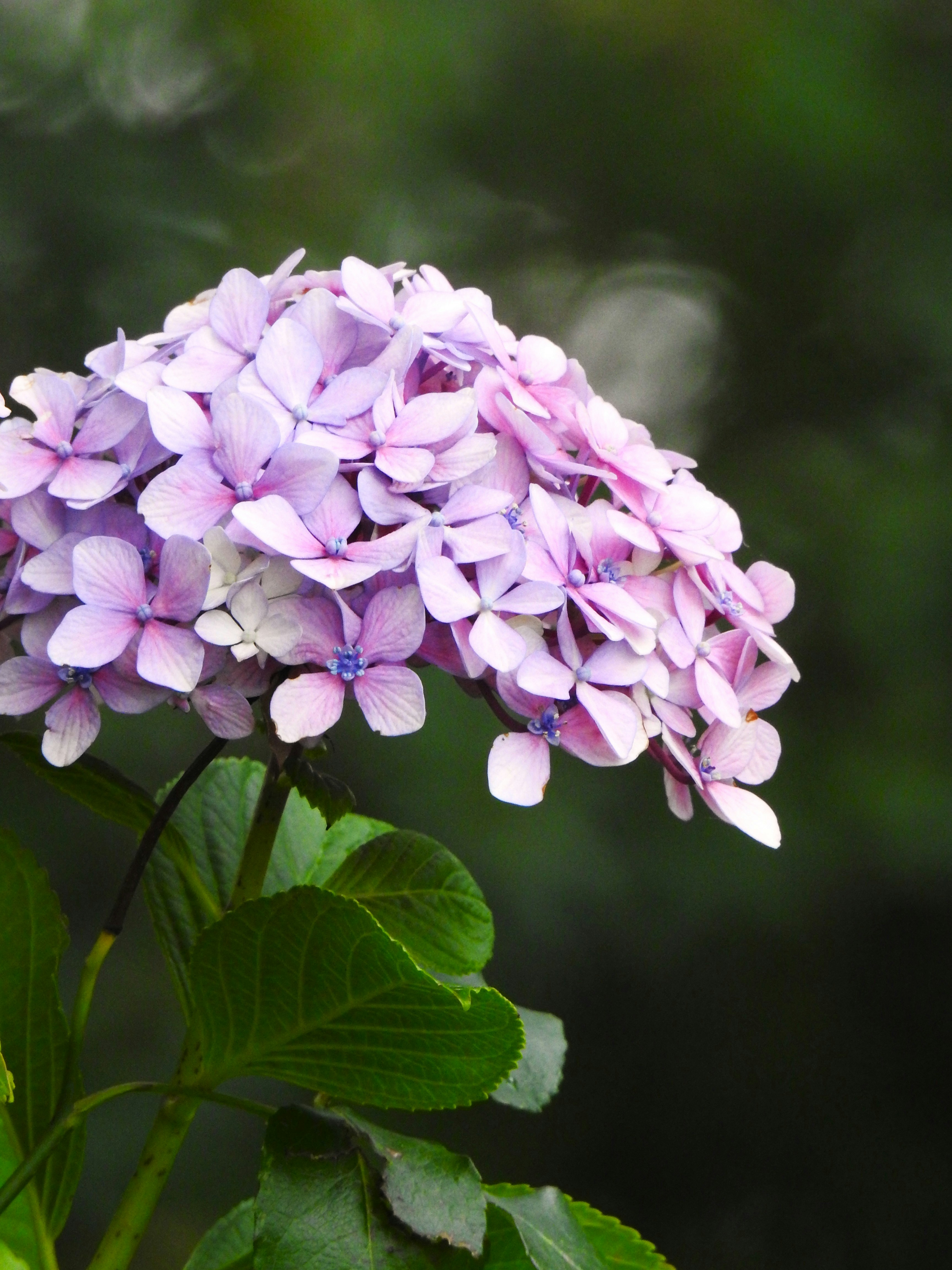 Photo by aditipanatu95