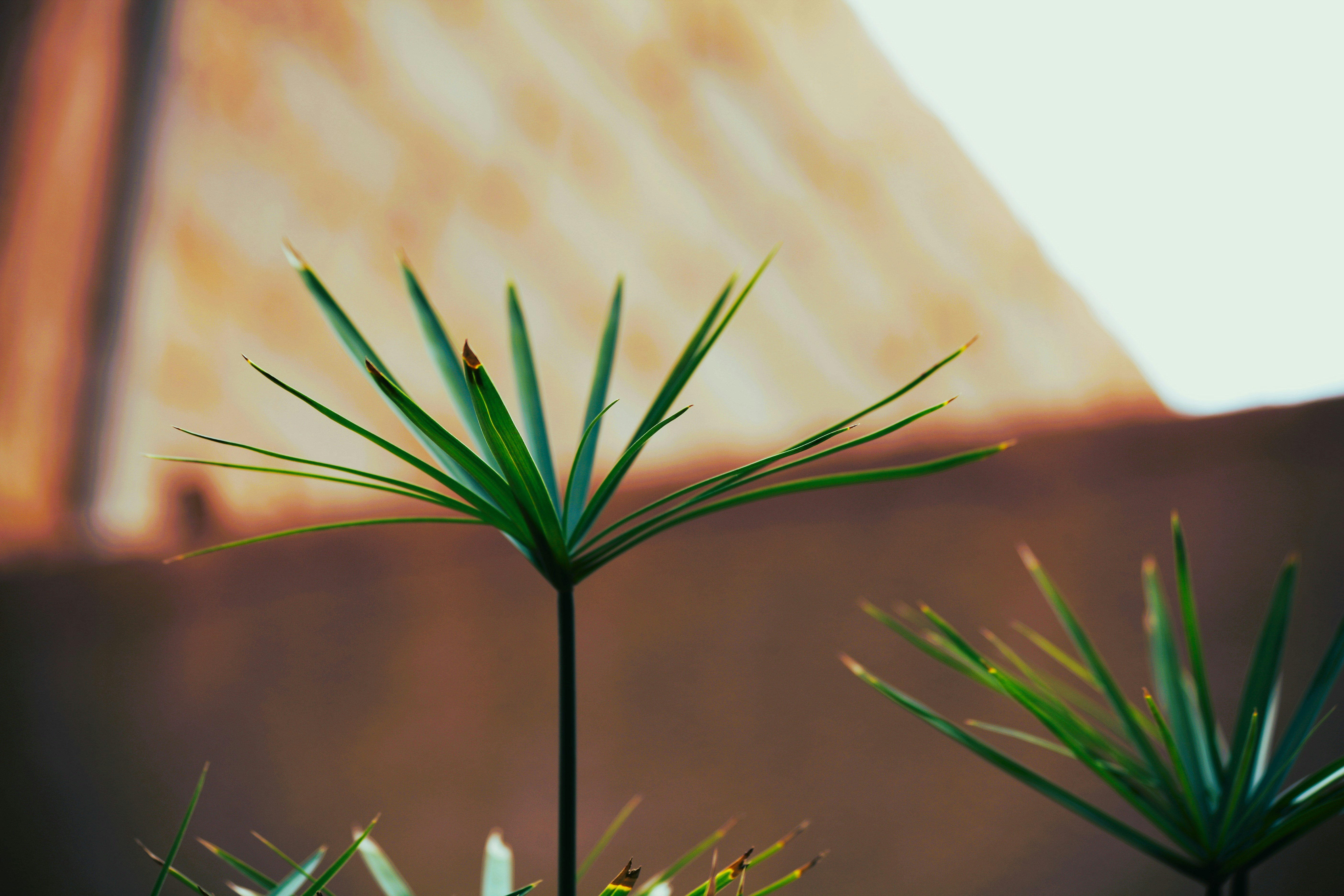 Photo by artist_mourad