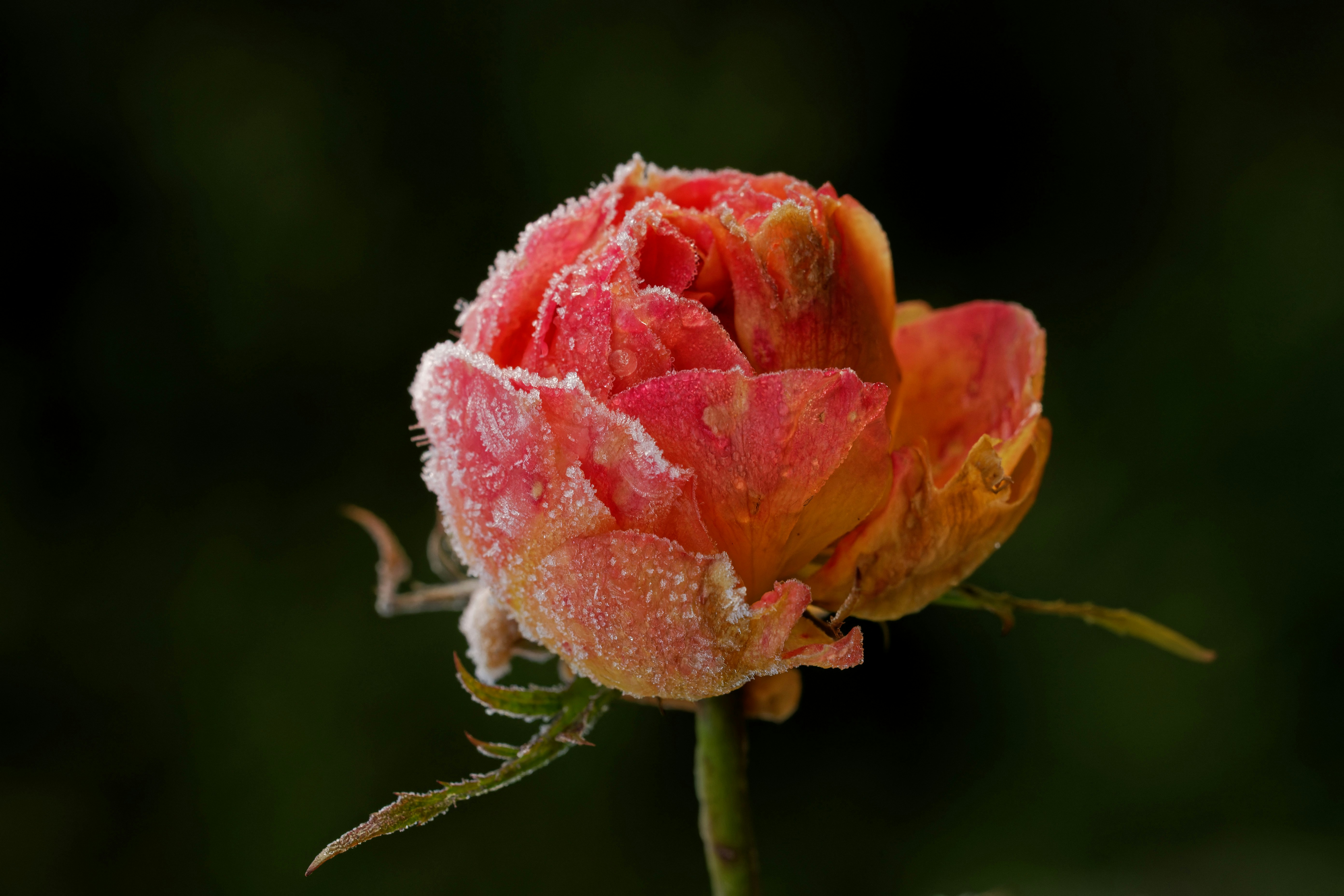 A pink flower with water droplets on it