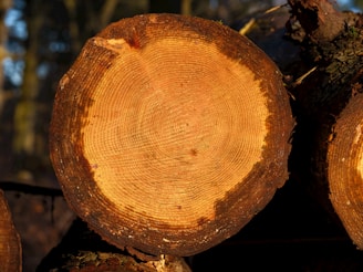 A pile of cut logs in a forest