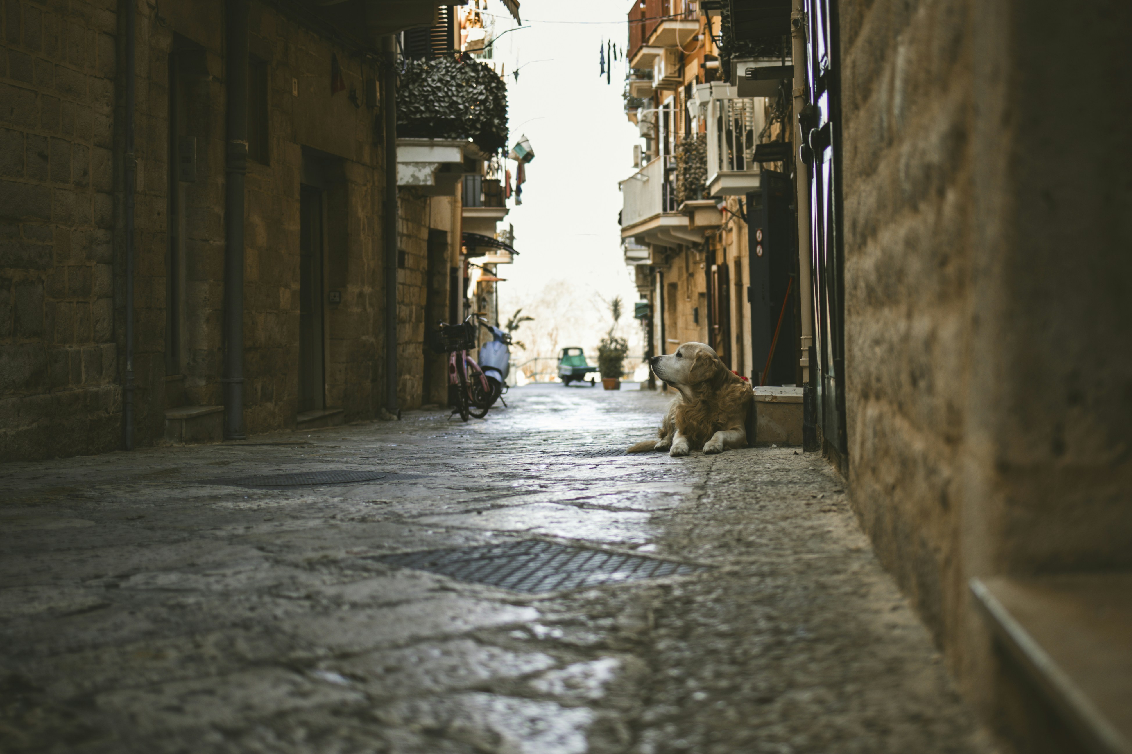 A narrow street with a dog sitting on the sidewalk