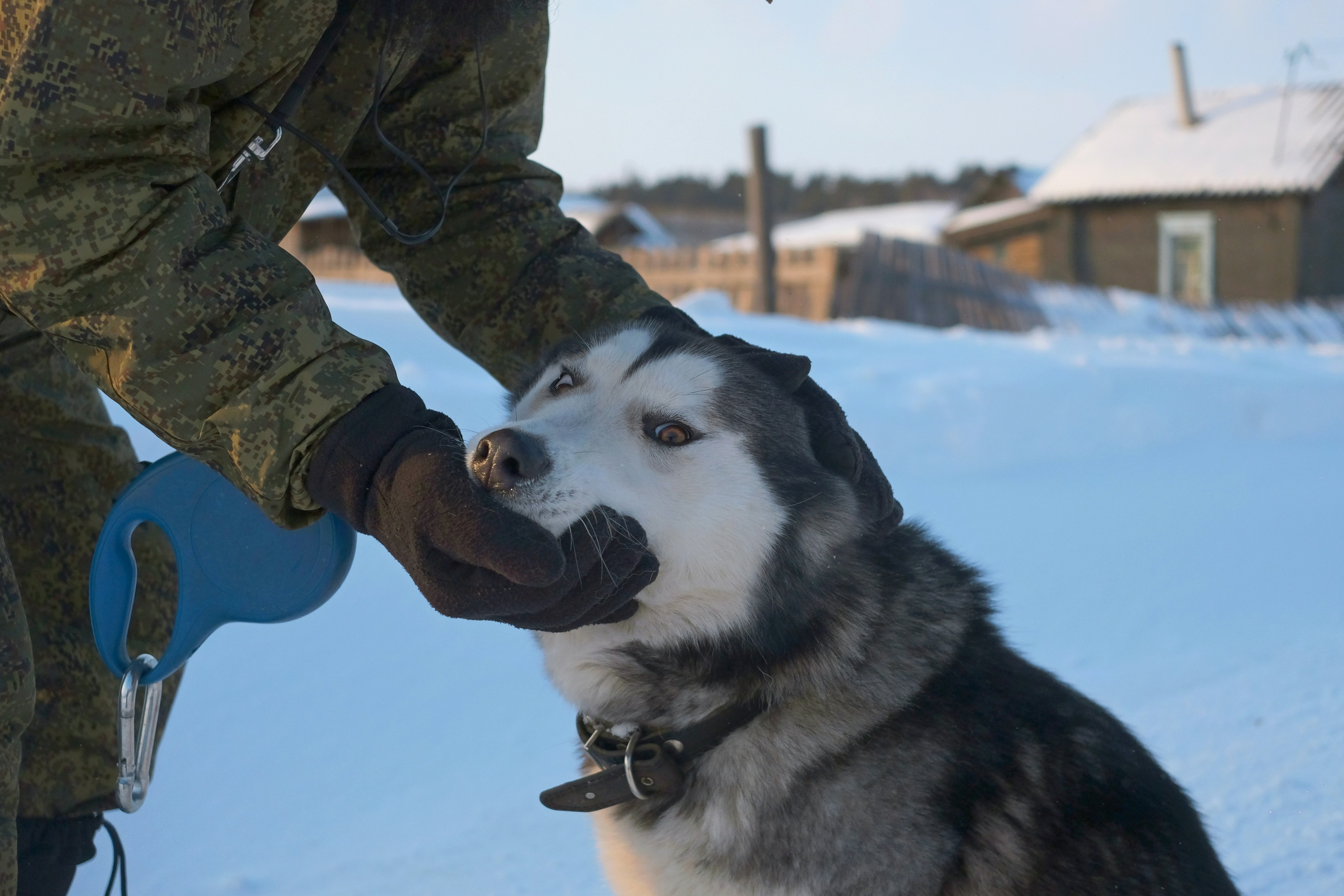 Bugün öğrendim ki: Her askeri görev köpeği en...