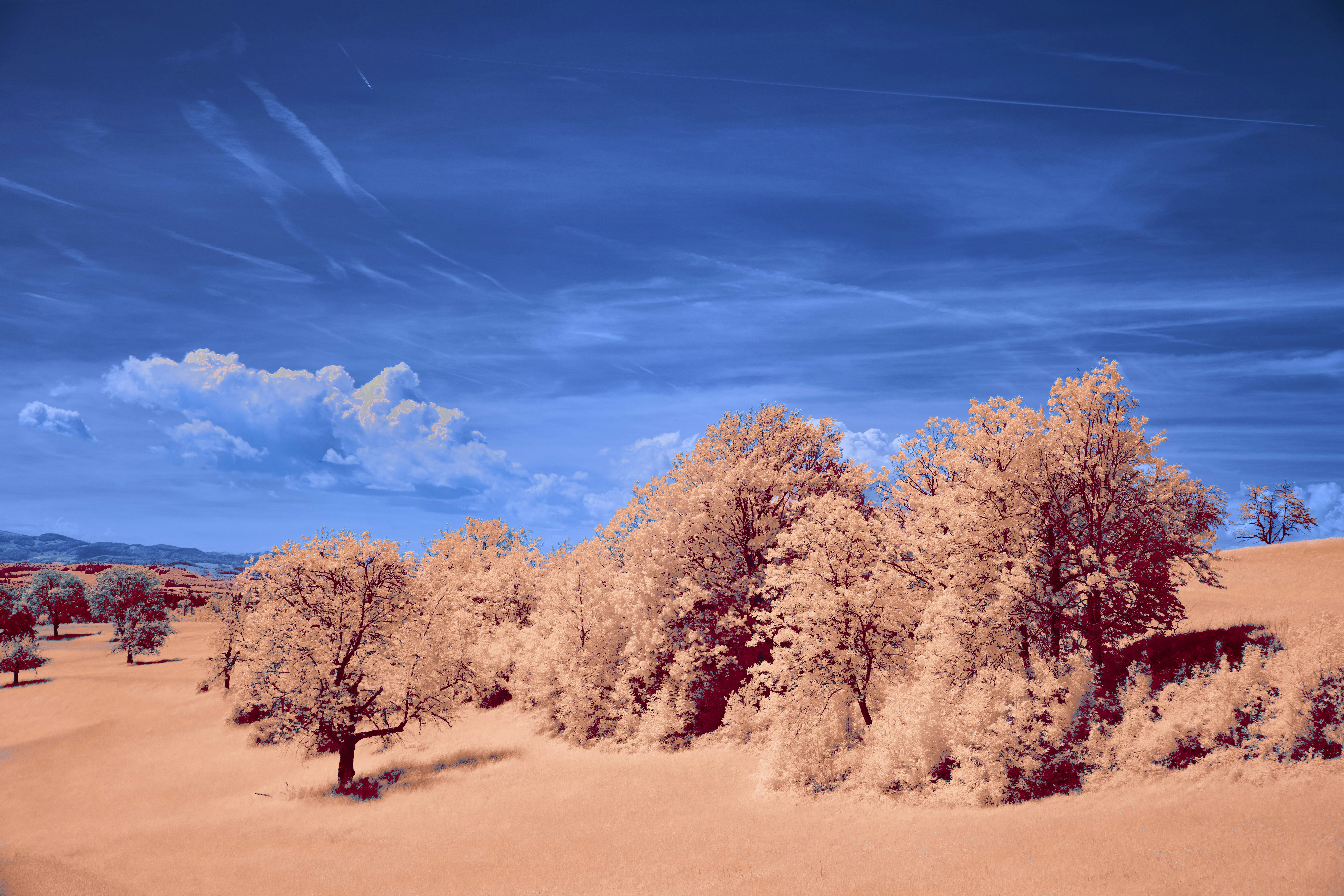 Photo by wolfgang_hasselmann