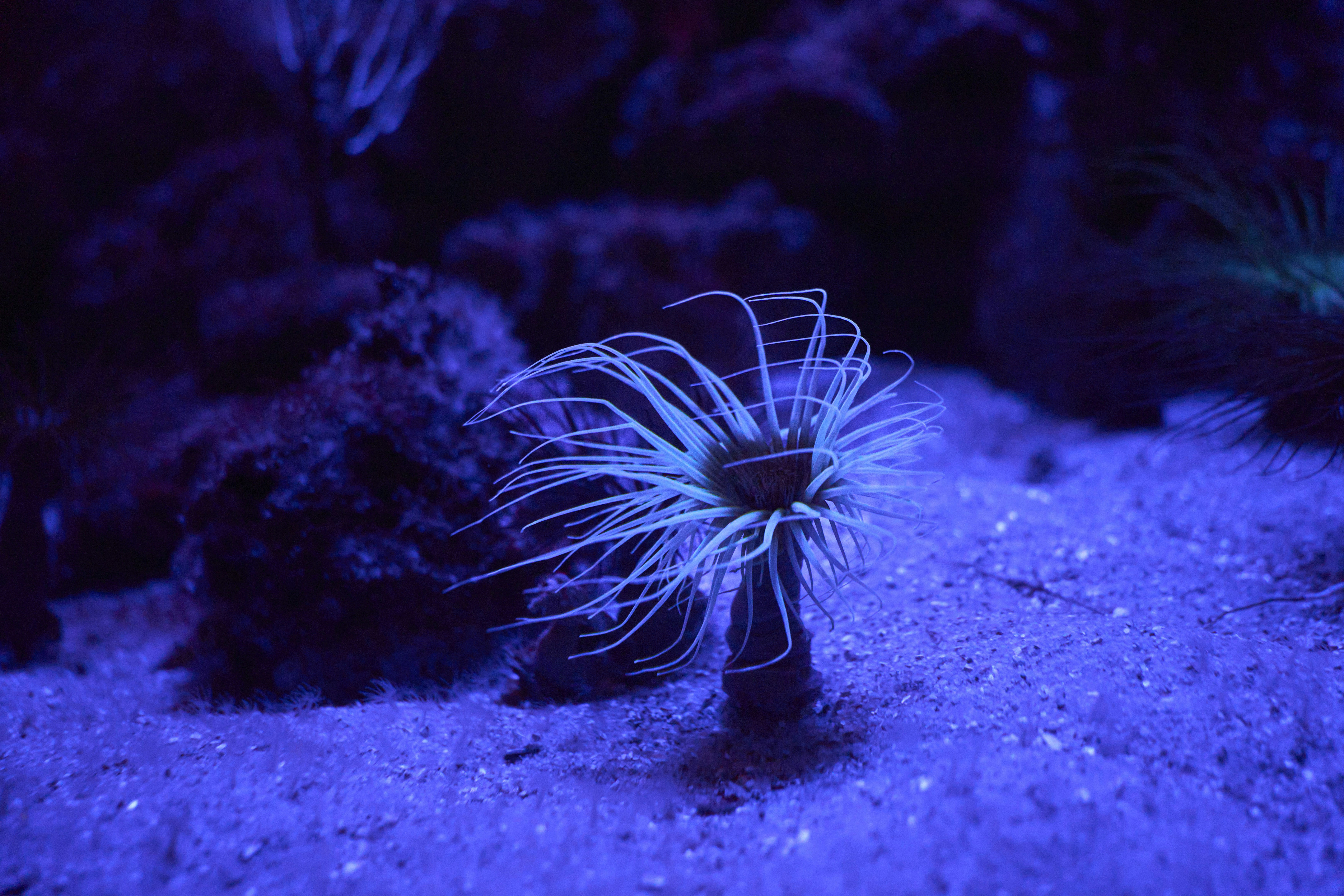 Photo by wolfgang_hasselmann