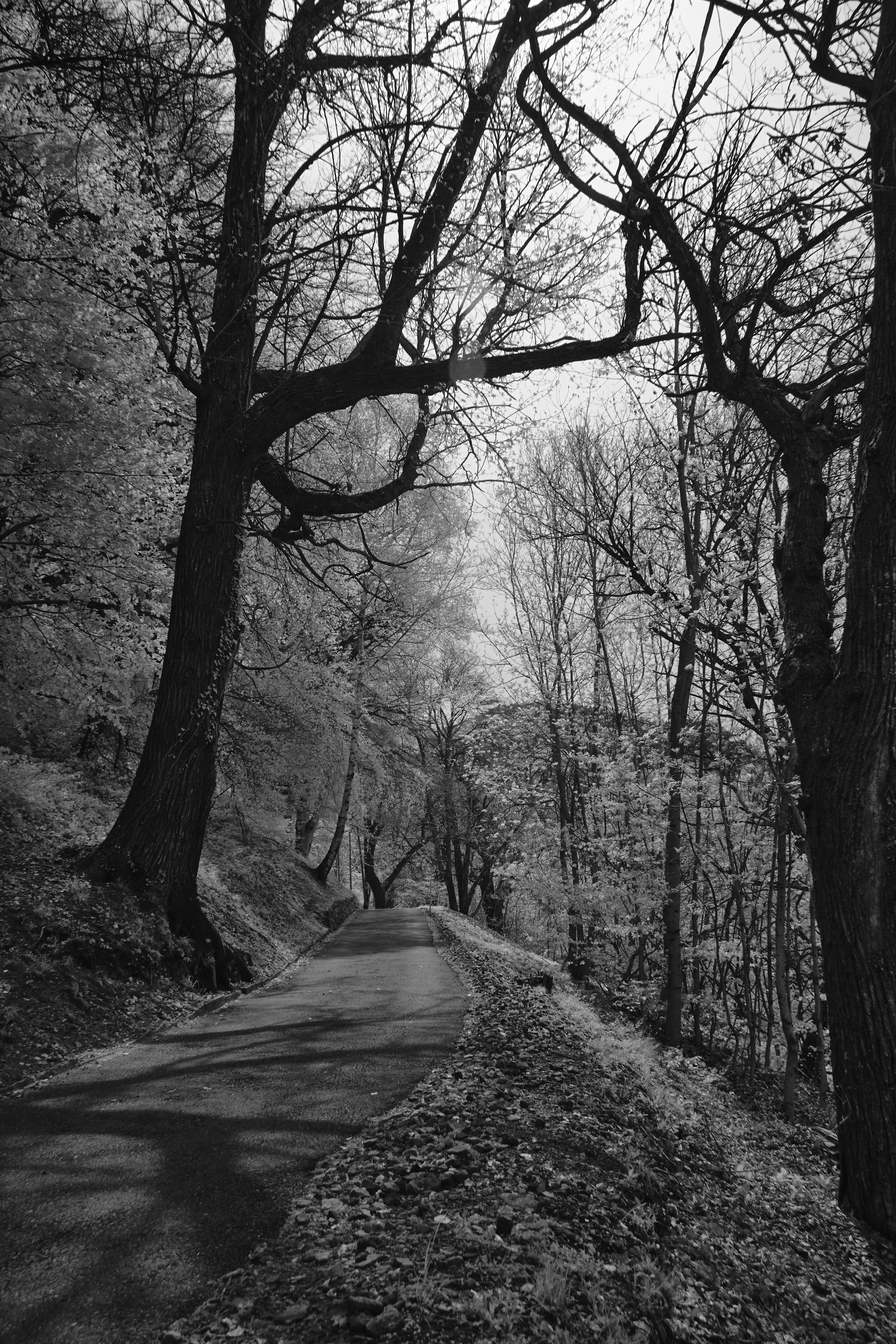 Photo by wolfgang_hasselmann