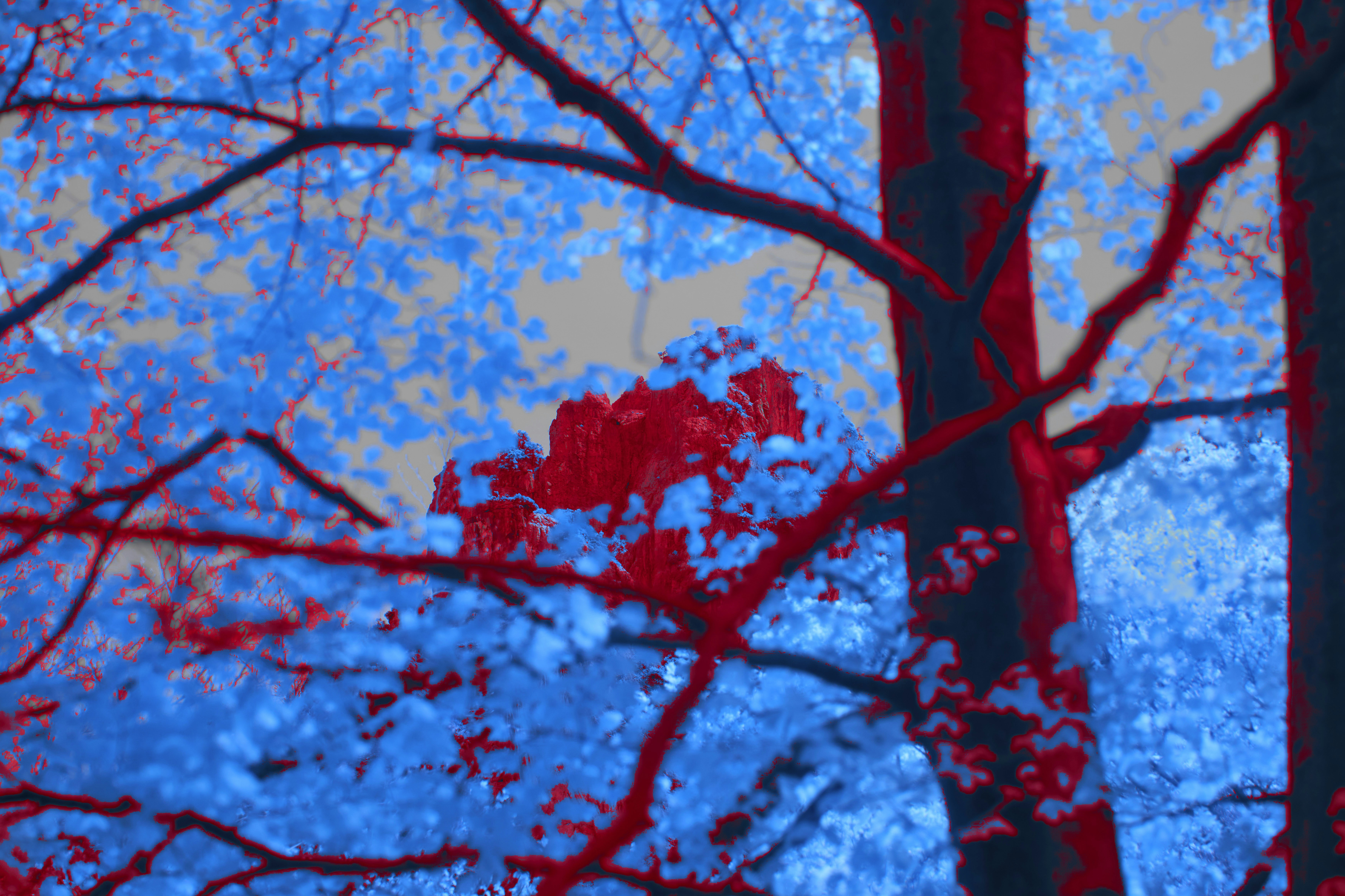 Photo by wolfgang_hasselmann