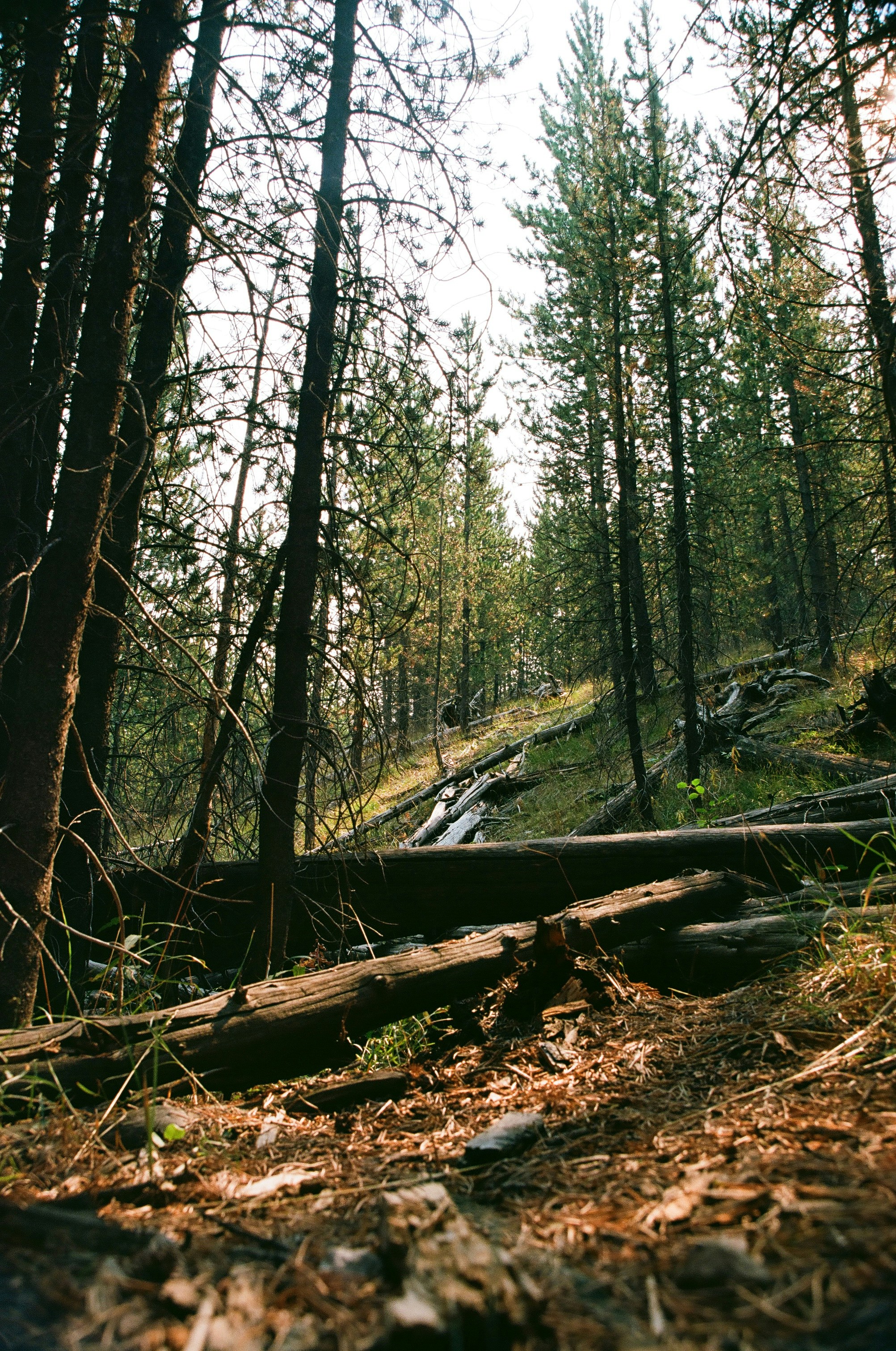 Photo by syrenofisys