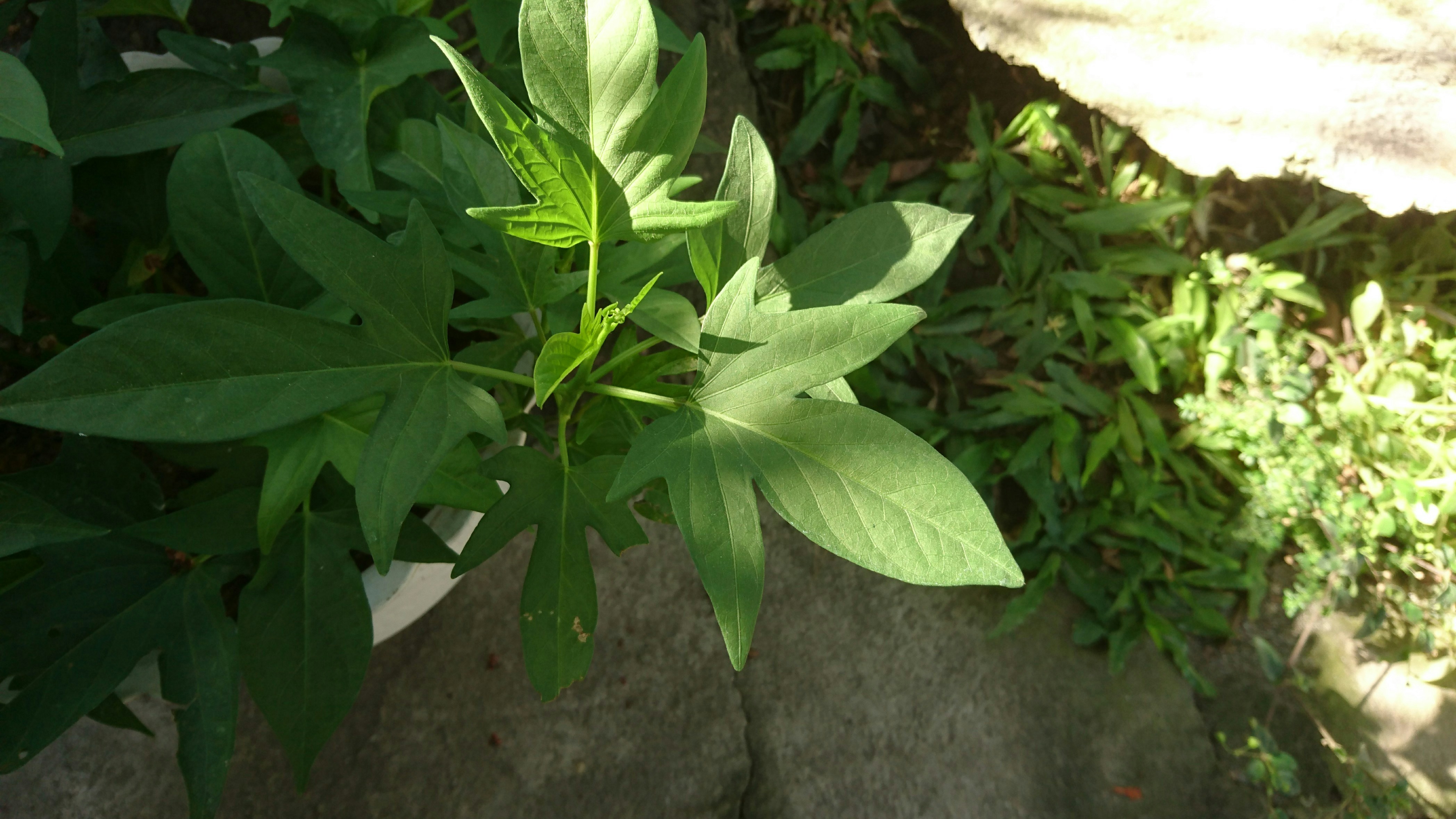 What Exactly Is Japanese Knotweed? (image credits: unsplash)