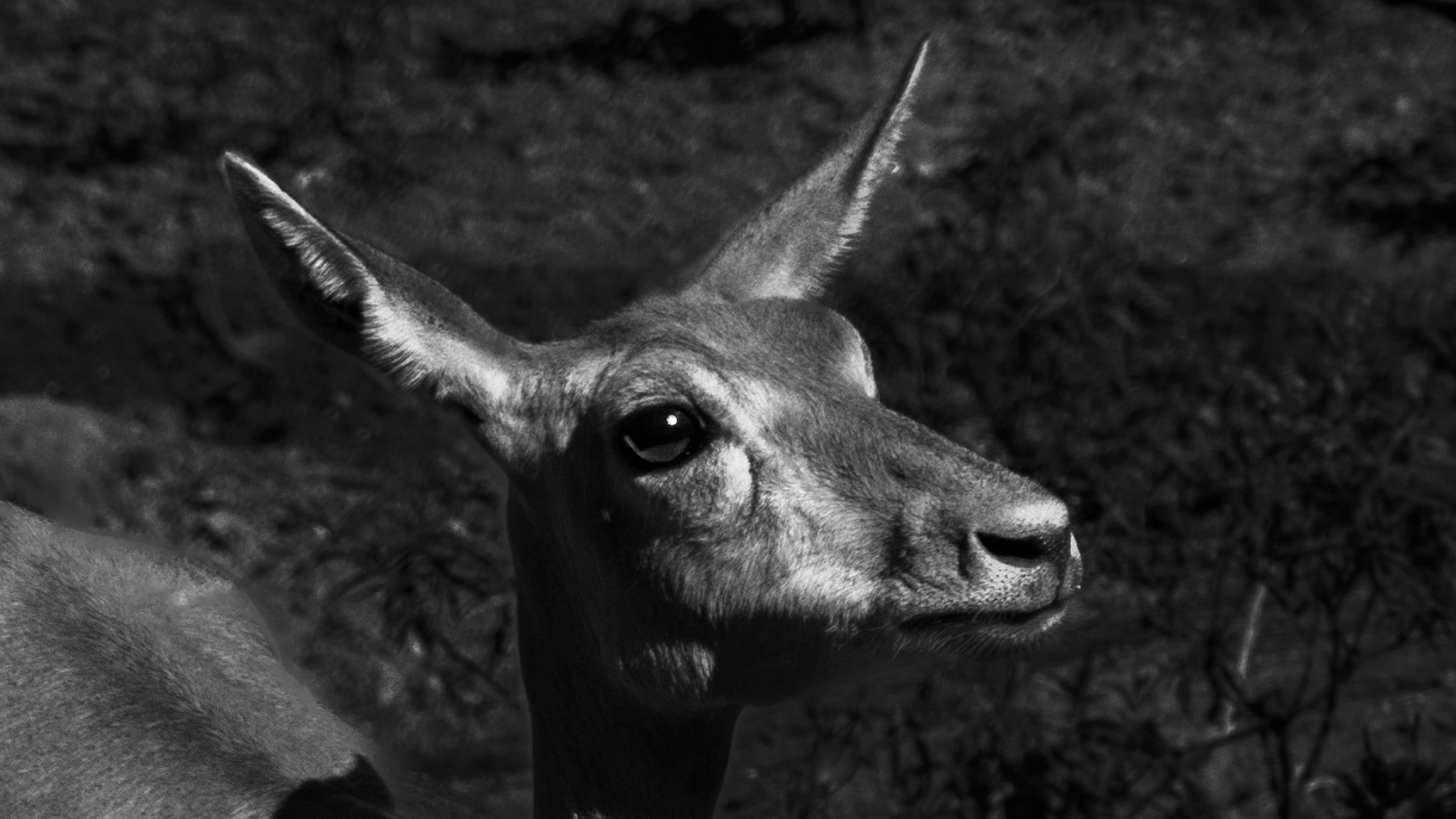 Photo by suryadoingstuff