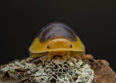 A close up of a small animal on a rock