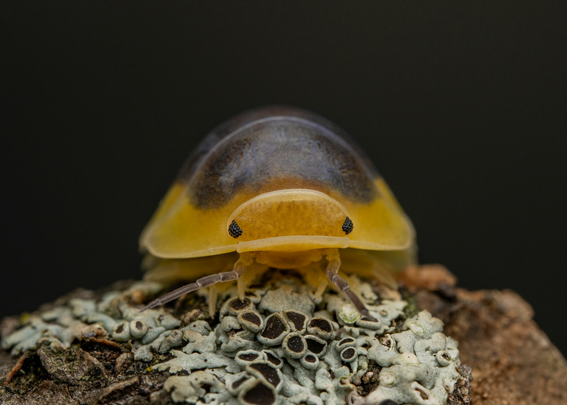 A close up of a small animal on a rock