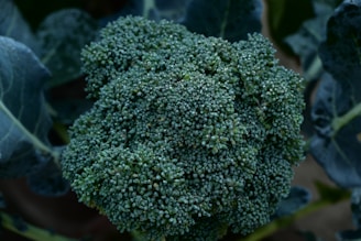 A close up of a broccoli plant in a field