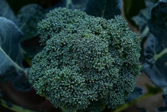 A close up of a broccoli plant in a field