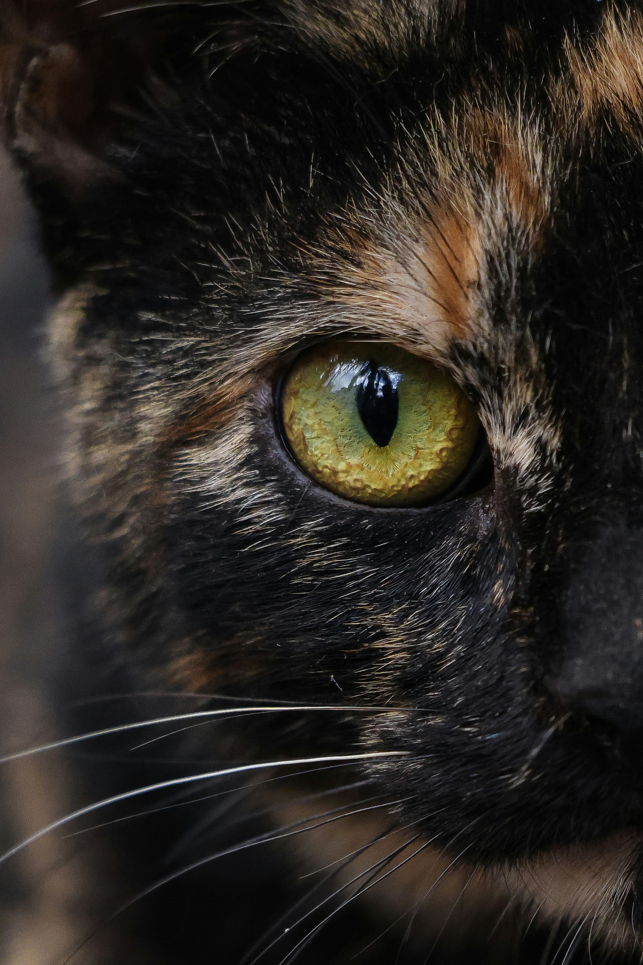 12 Mythical-Style Tortoiseshell Cat Names Inspired by Color Flames