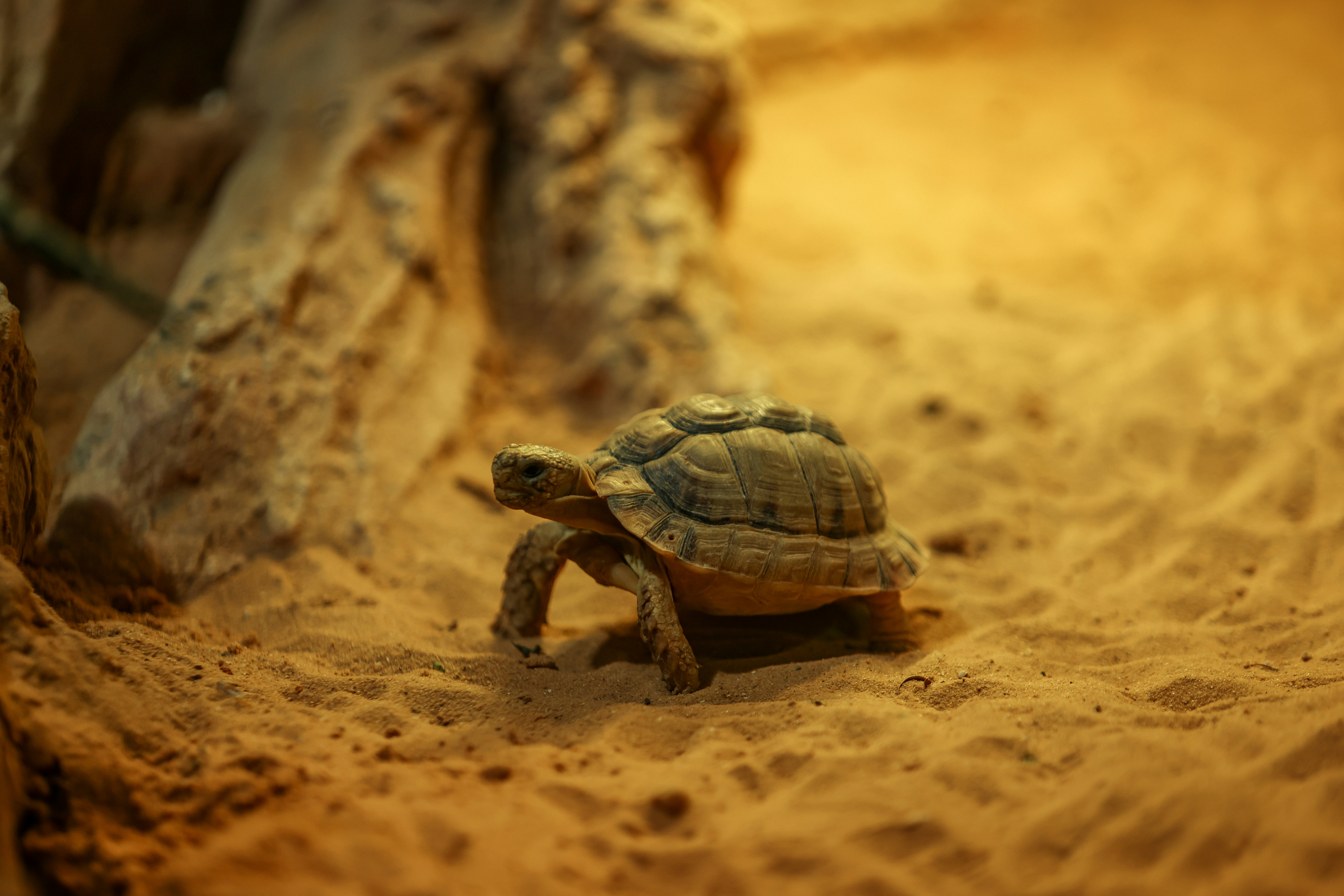 Photo by haim_charbit18