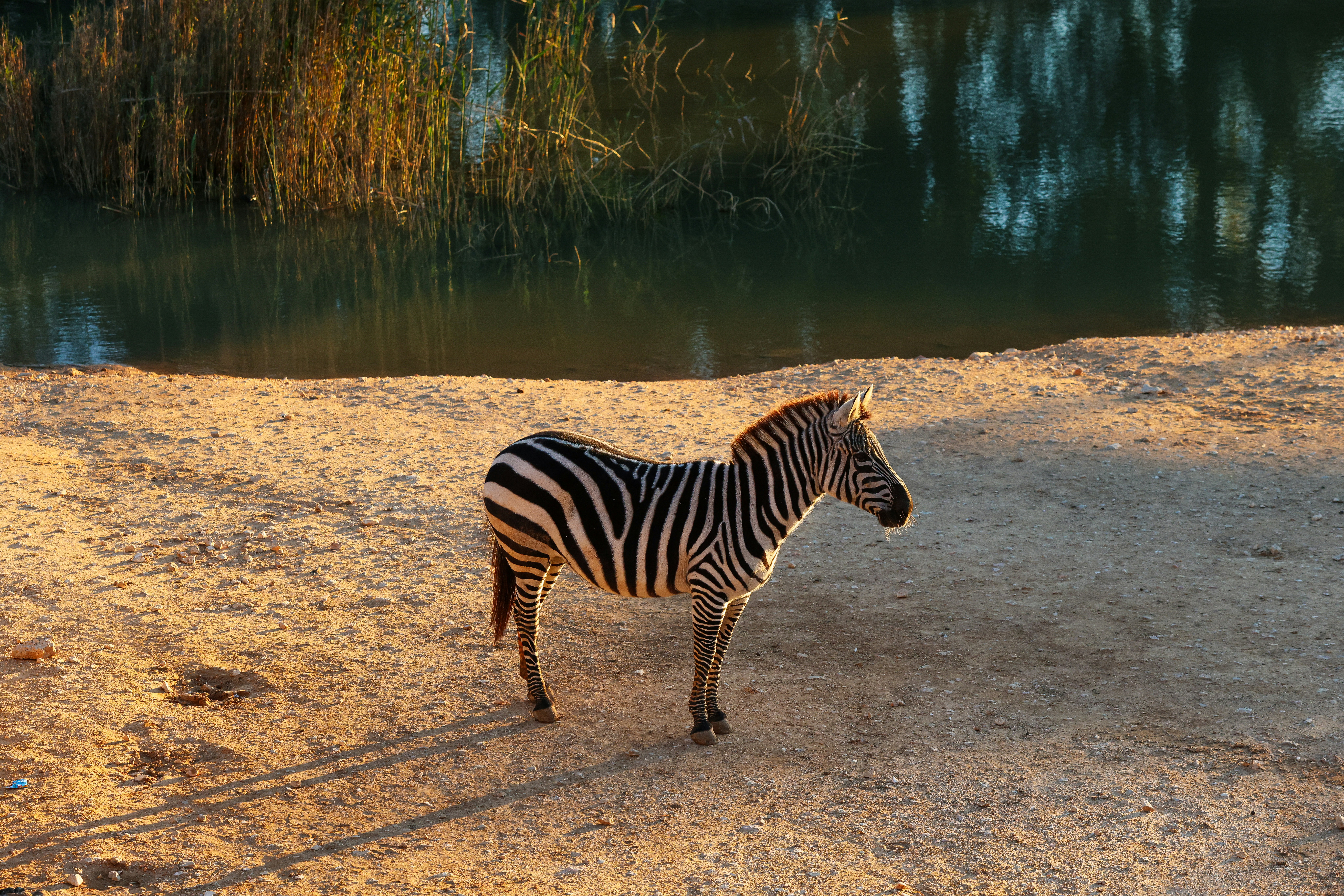 A zebra standing on top of a sandy beach
