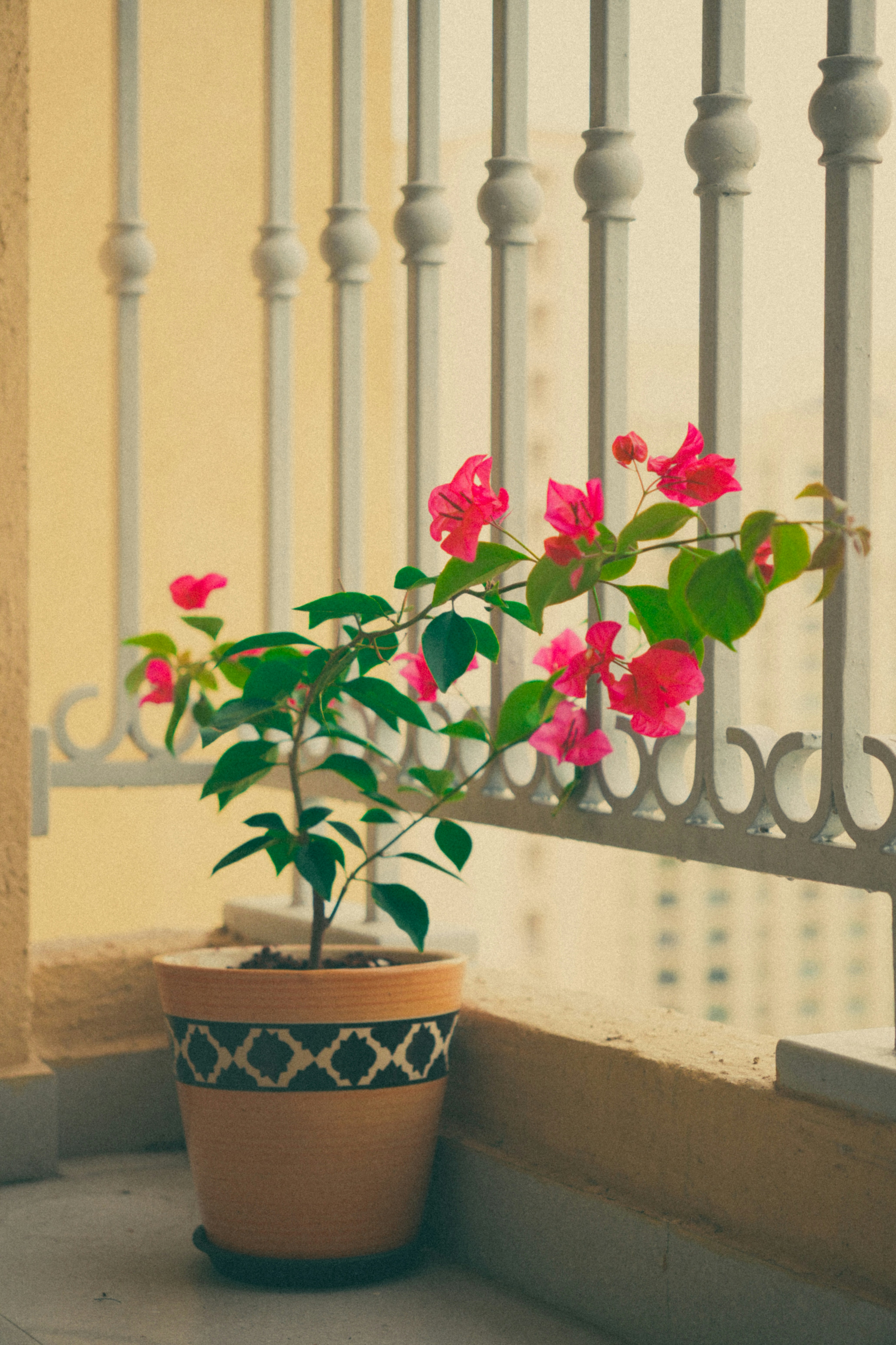 Eine Topfpflanze mit rosa Blüten auf einem Balkon