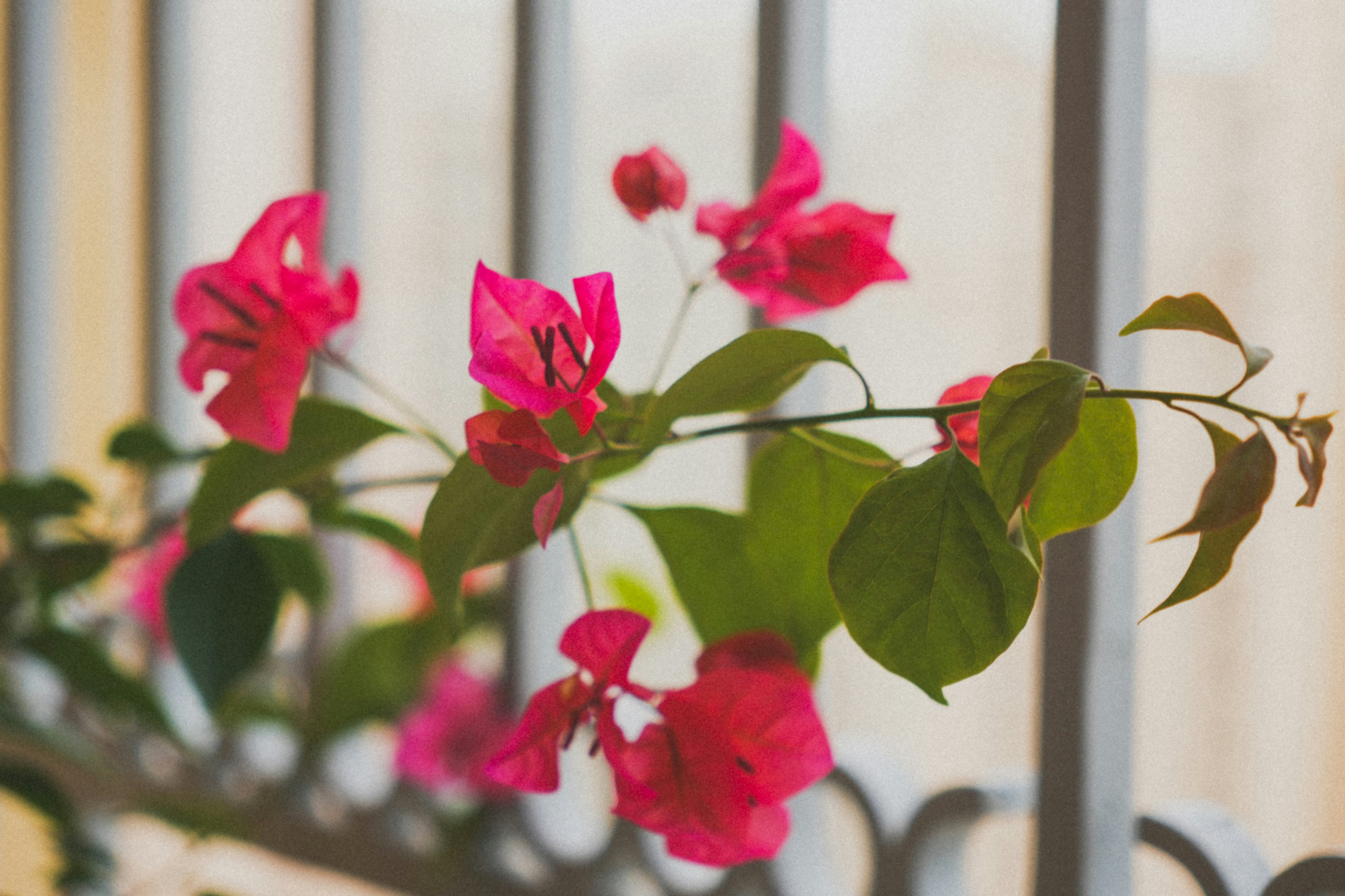 Ein Strauß Blumen, der auf einem Tisch sitzt