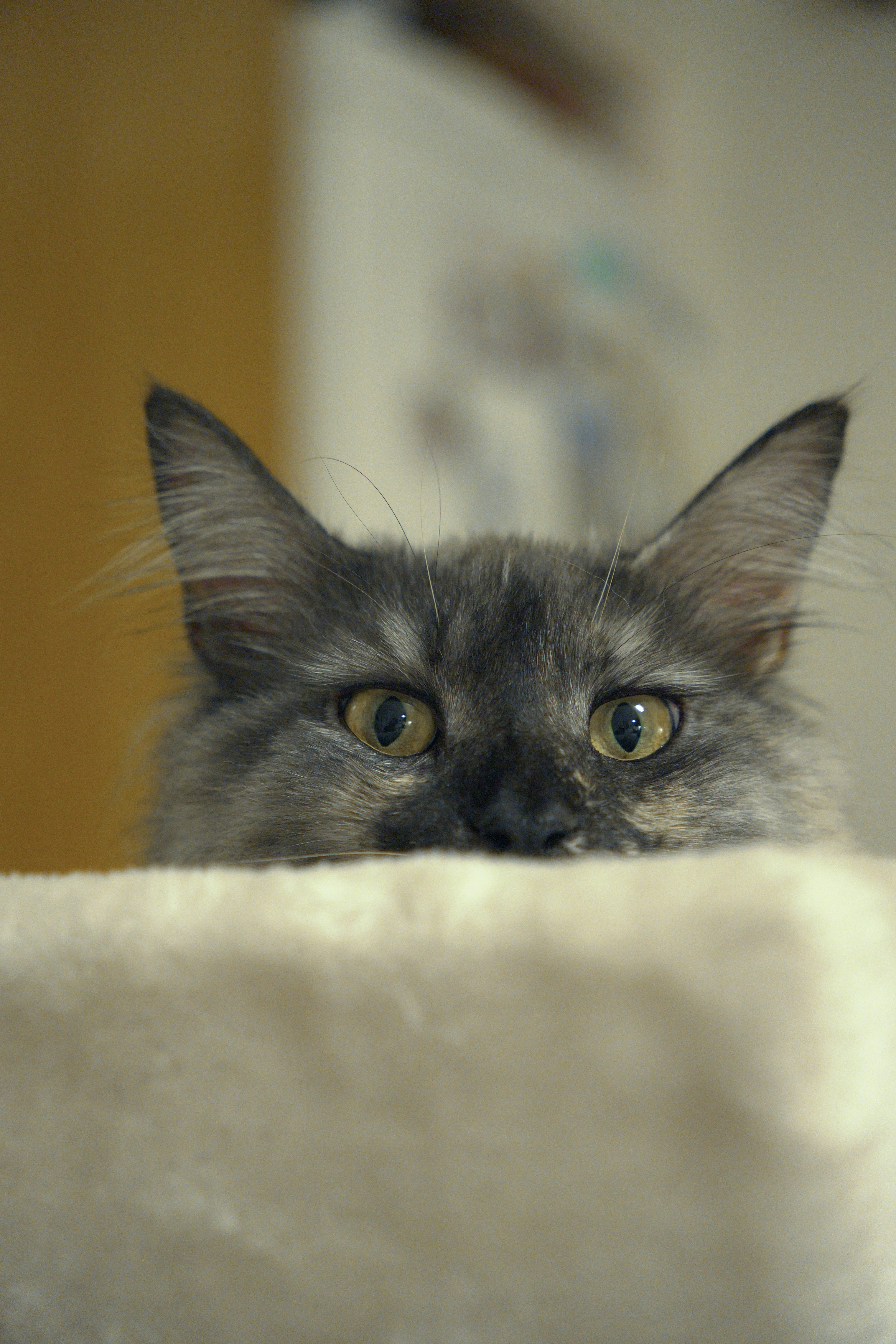 Those Expressive Almond Eyes (image credits: unsplash)