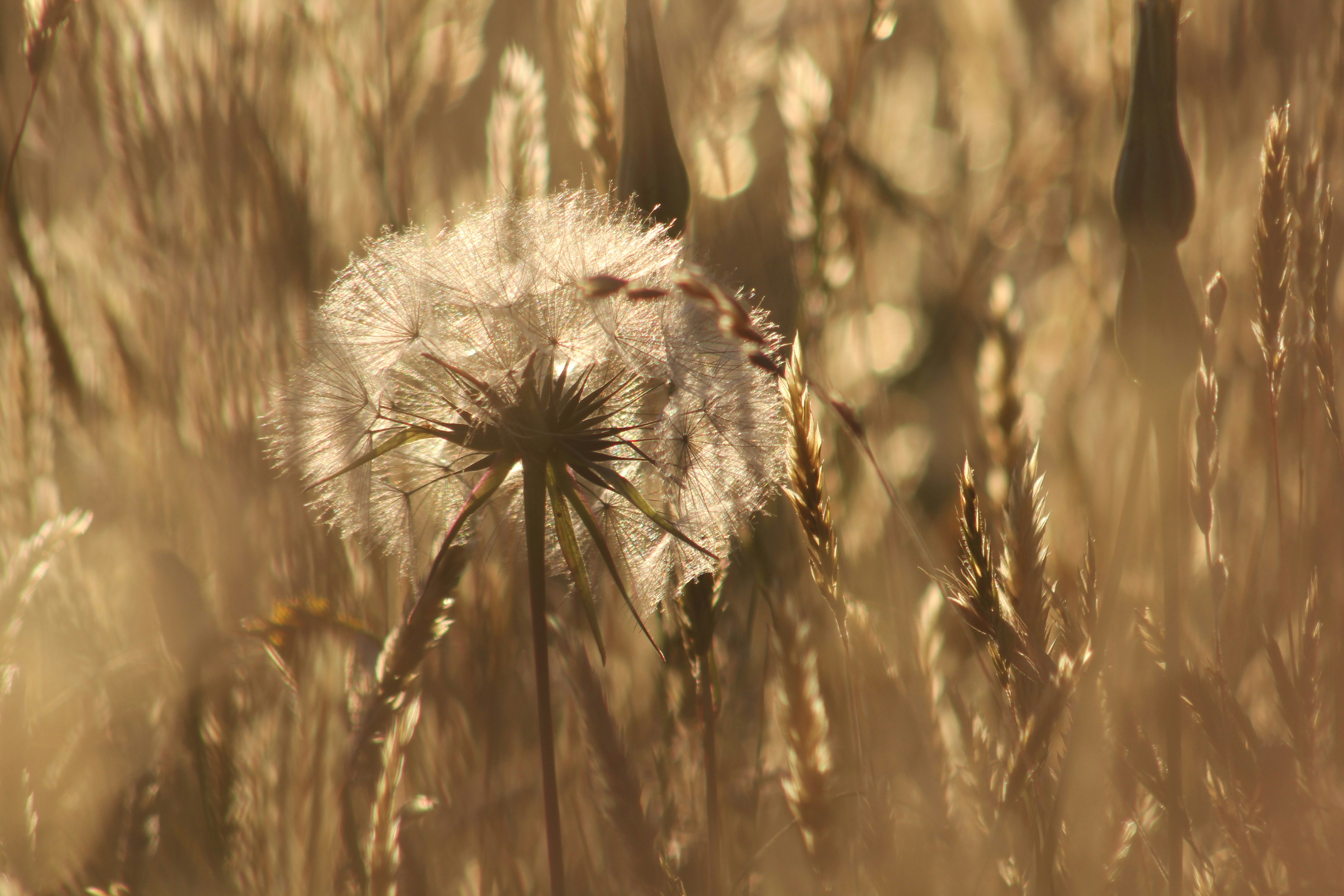 Nahaufnahme eines Löwenzahns auf einem Feld