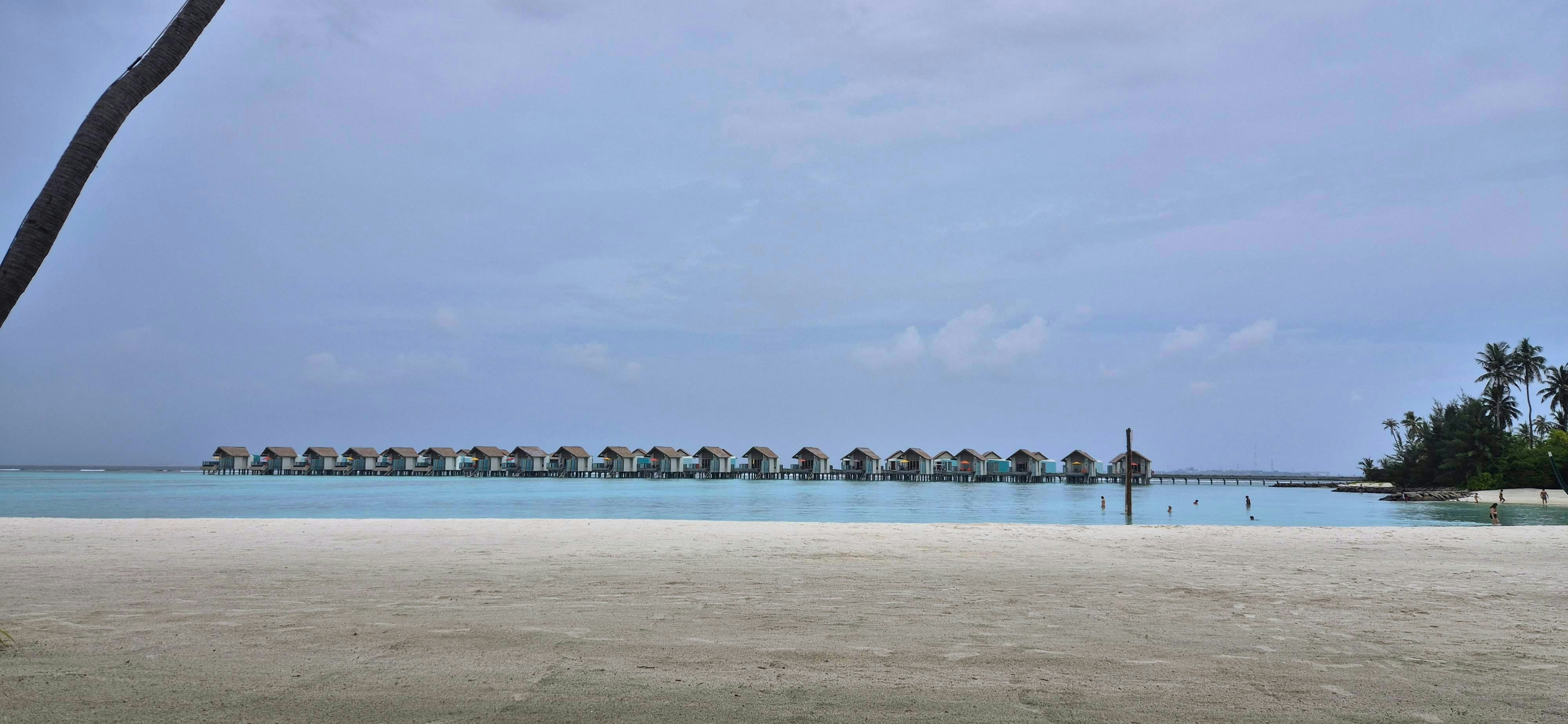 A palm tree on a beach with a pier in the background