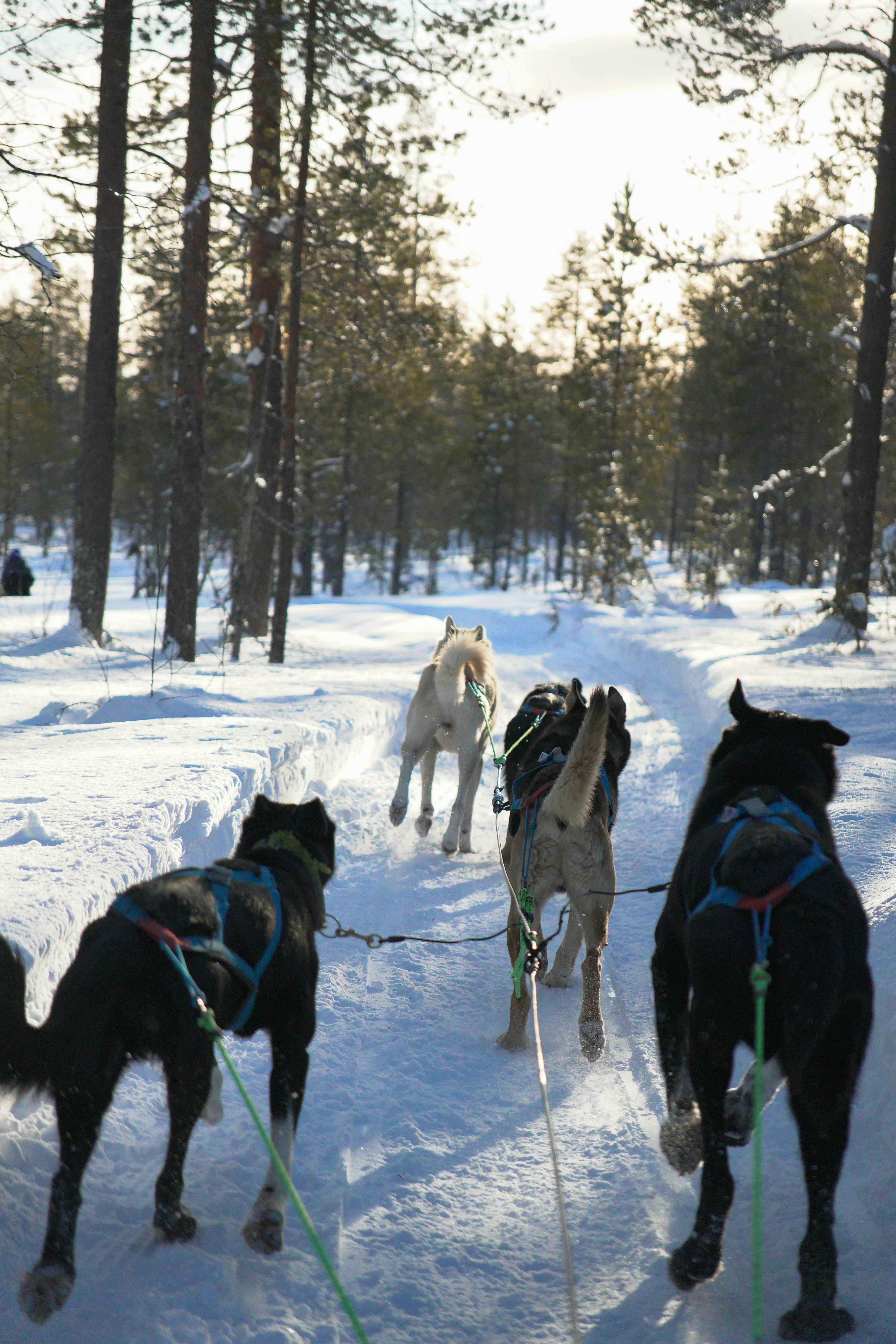 A group of dogs pulling a sled in the snow photo – Free Dog Image on ...