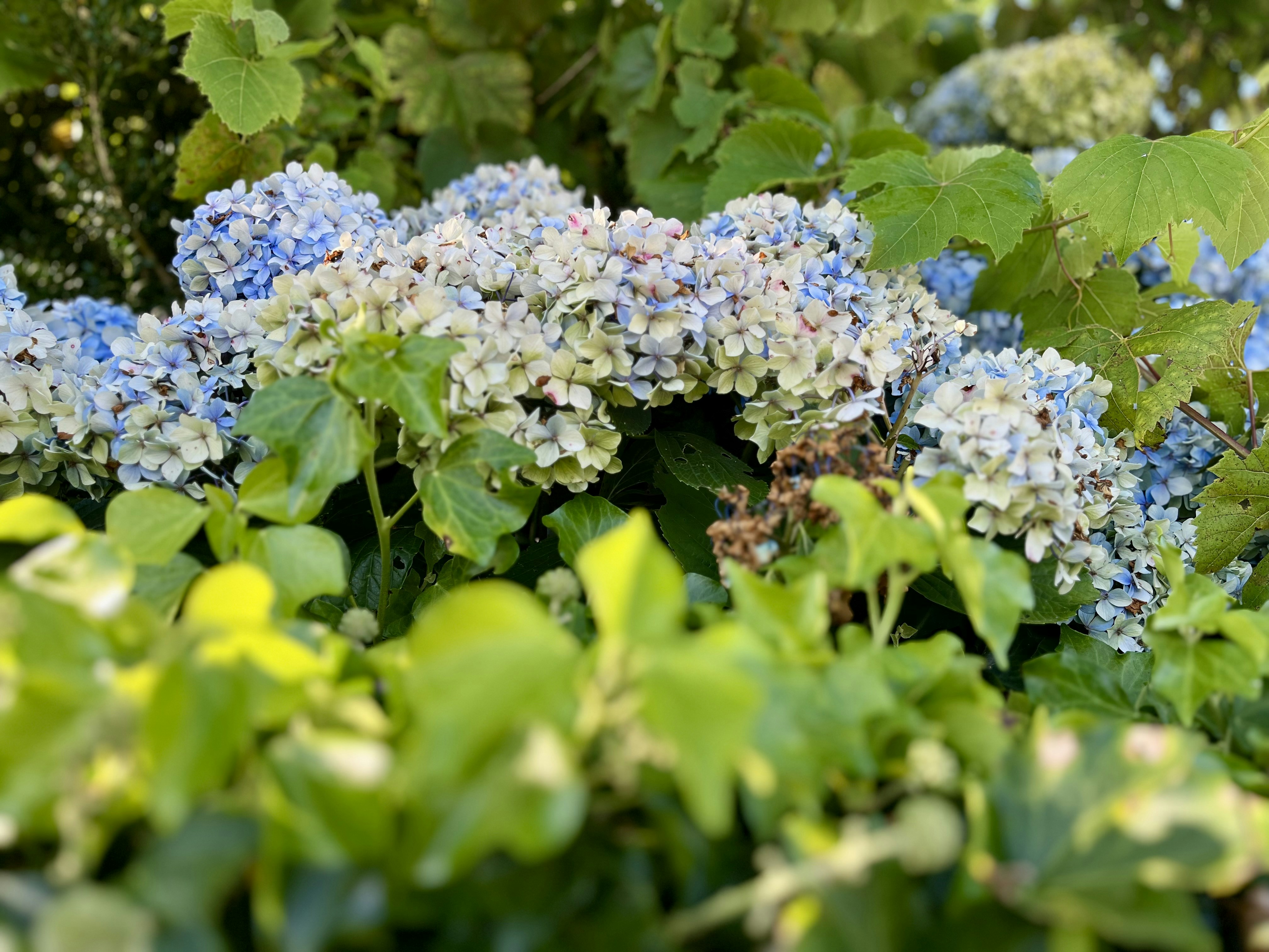 A bunch of blue and white flowers in a garden photo - Free Flower Image ...