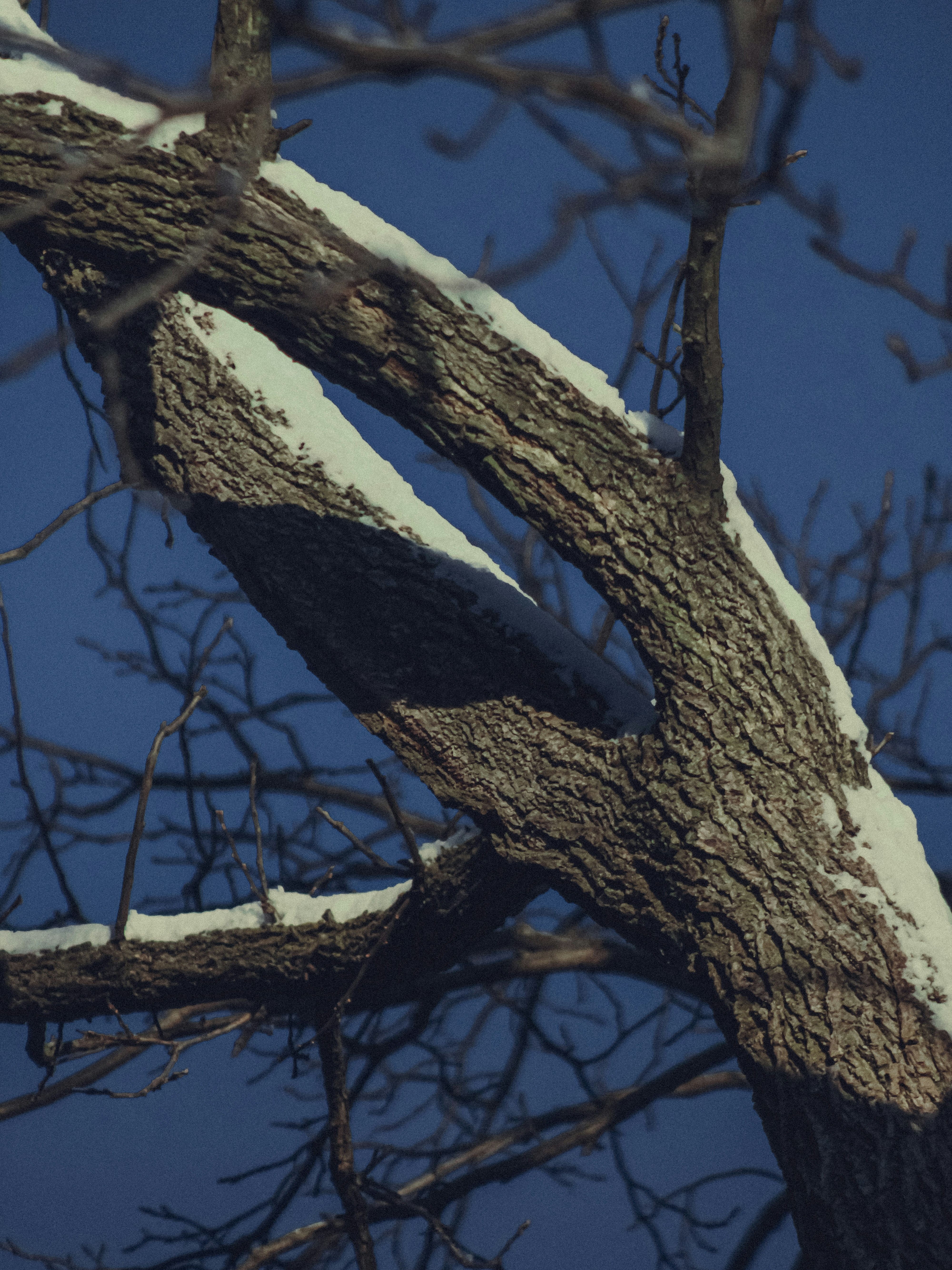 Photo by linusbelanger