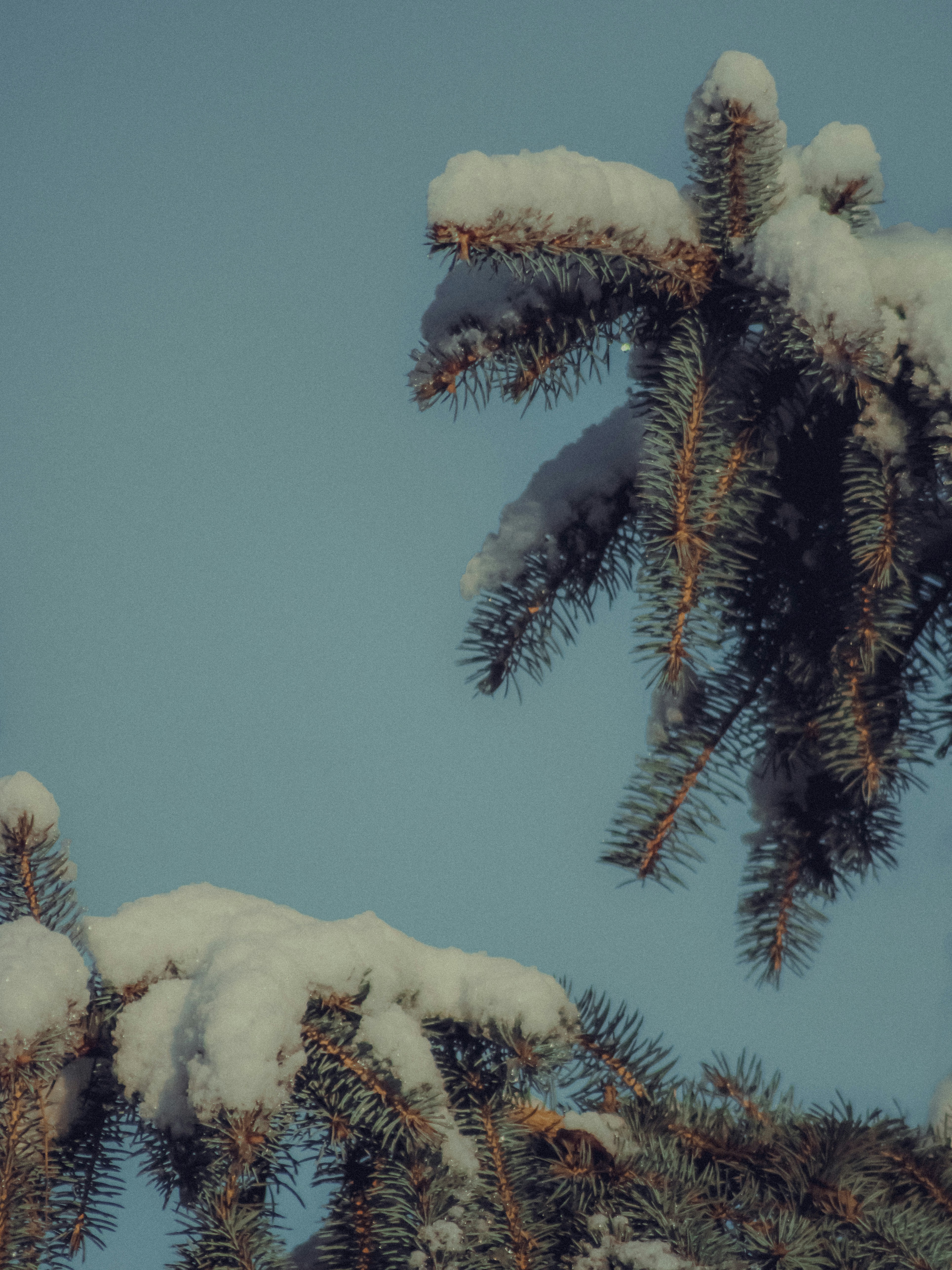 Photo by linusbelanger