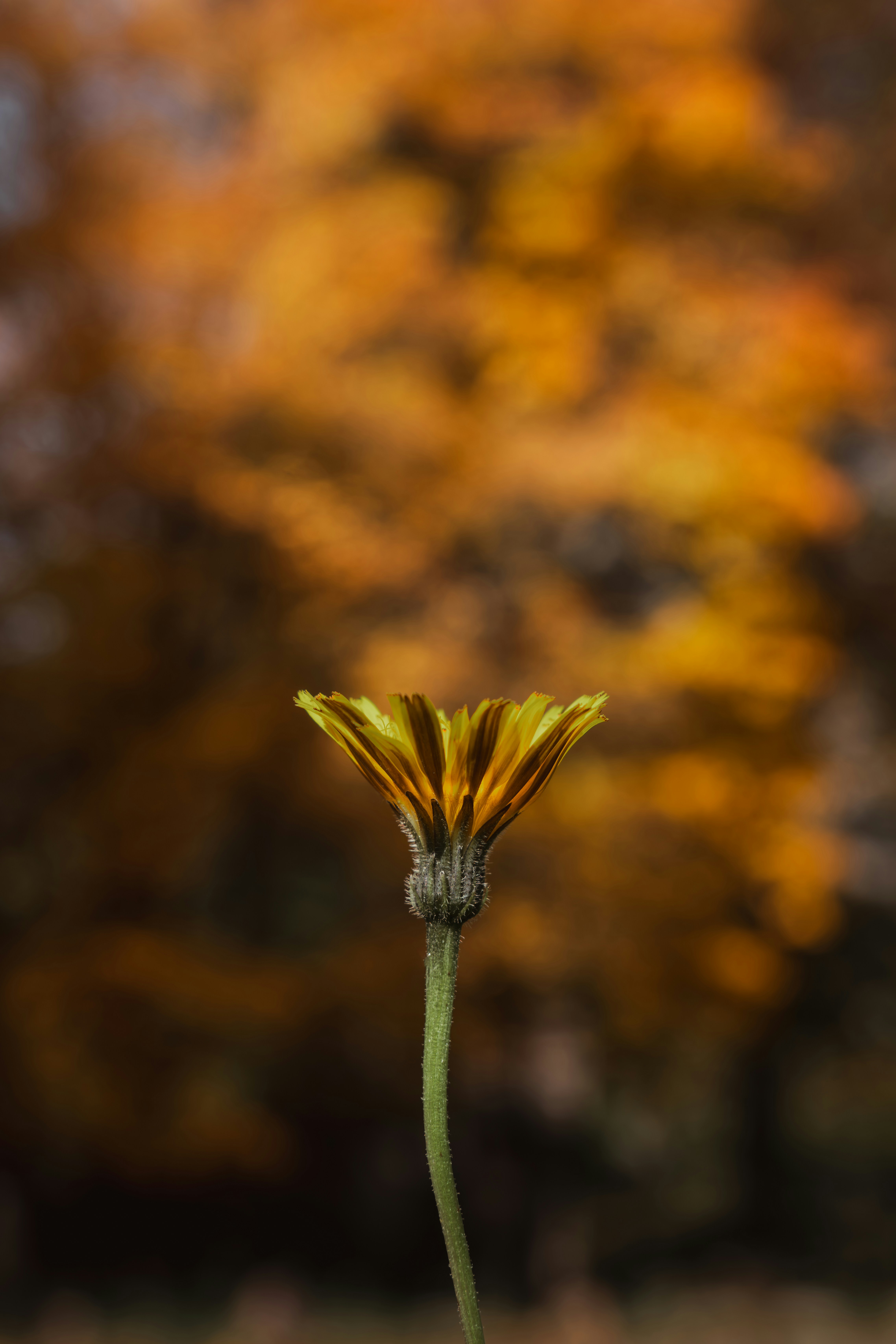 Photo by ahmetyuksek