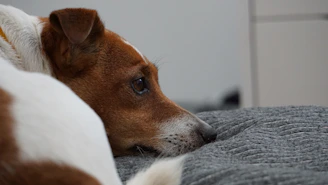 A brown and white dog laying on top of a bed