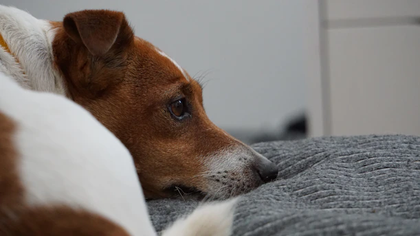 A brown and white dog laying on top of a bed